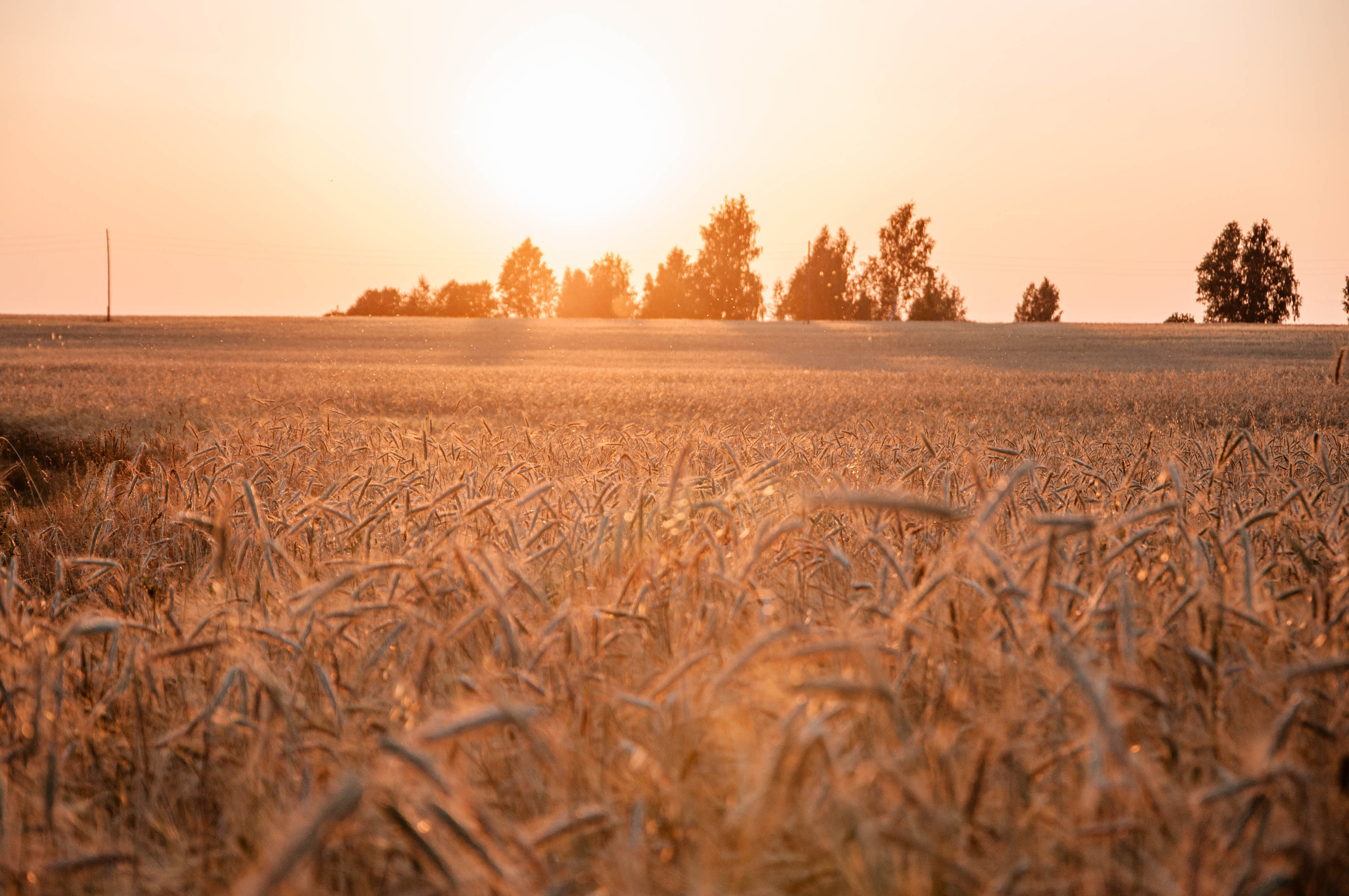 Семья. Свадебный Фотограф в Твери Анастасия Булкина