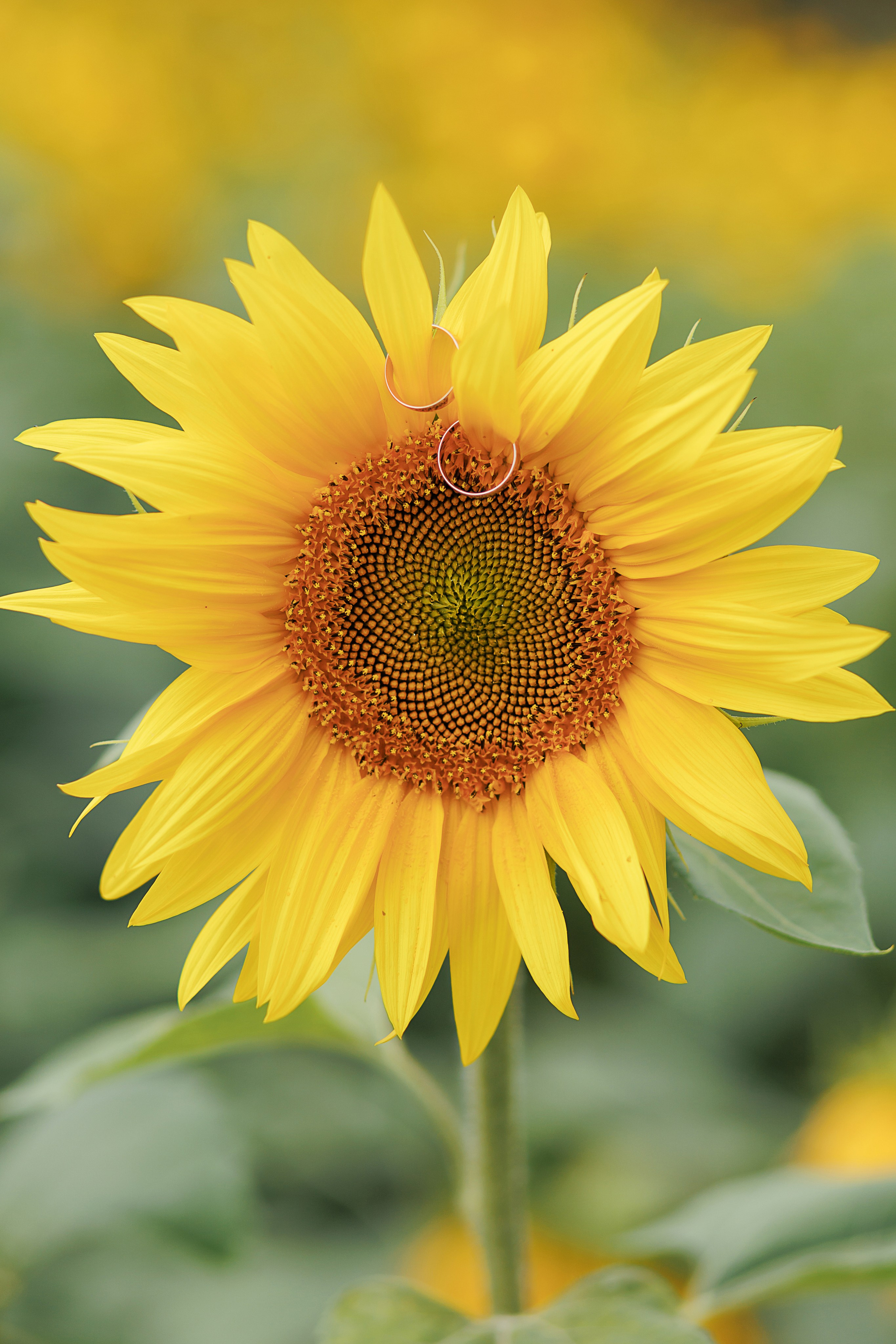 Свадьба Светы и Саши. Свадебный и семейный фотограф в Твери и Тверской области