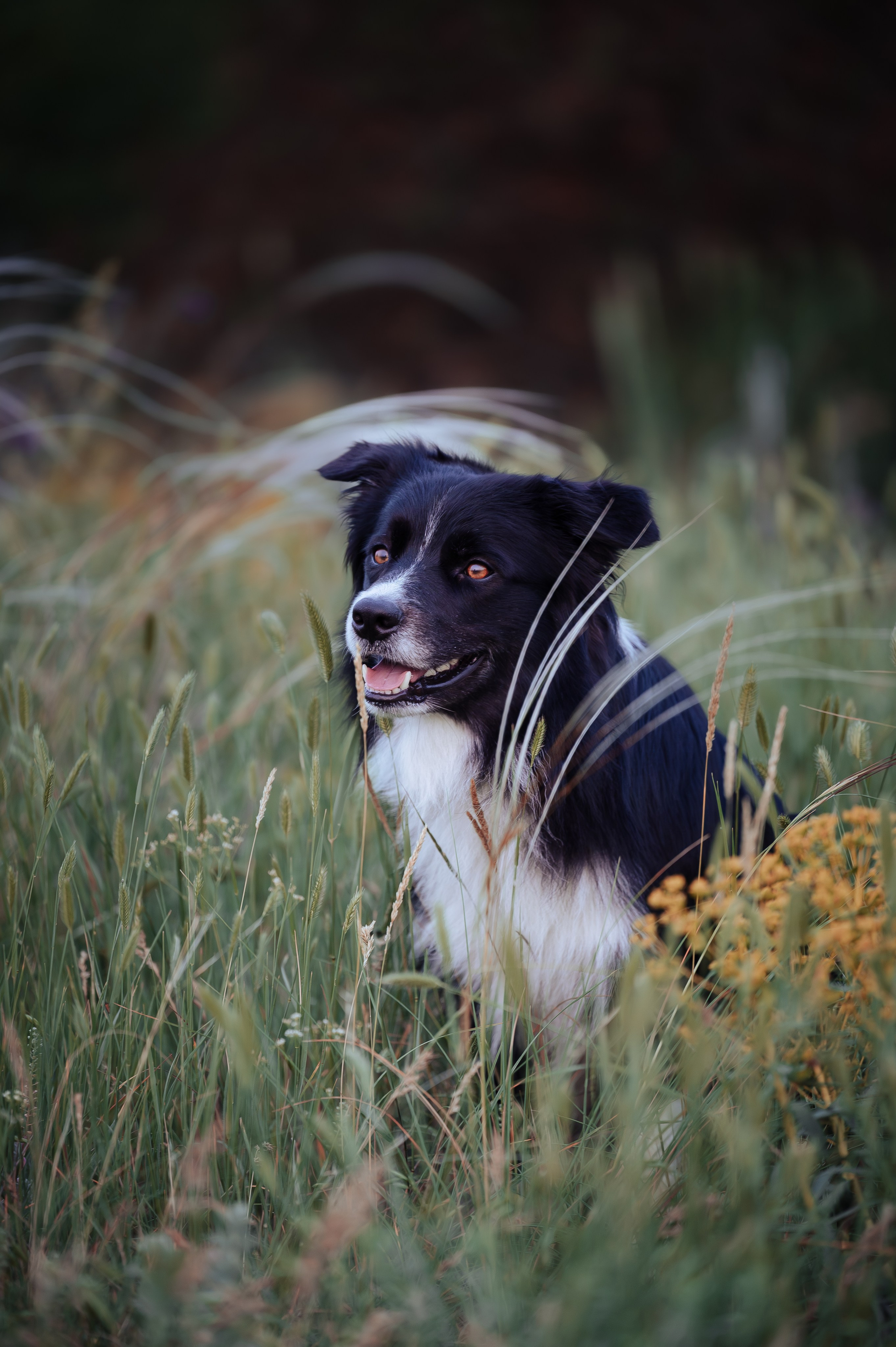 Прогулка на рассвете с бордер-колли. Фотограф в Ростове —на — Дону