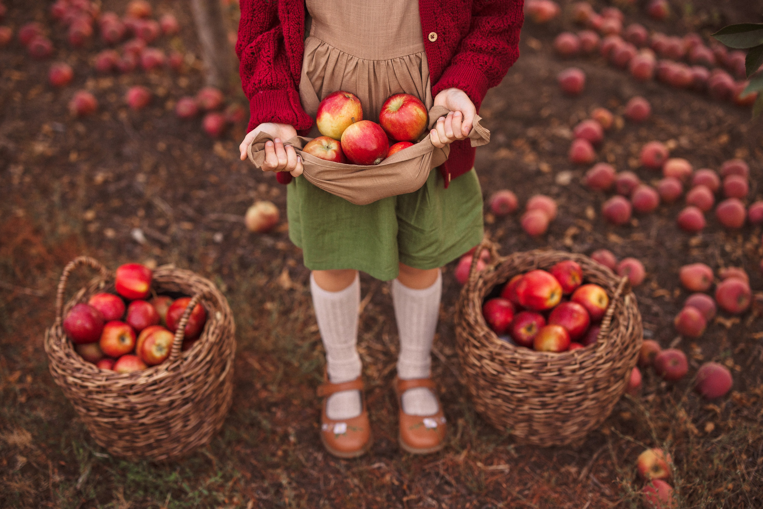 Сбор урожая Яблок. Семейный и детский фотограф в Краснодаре Анна Трашкова