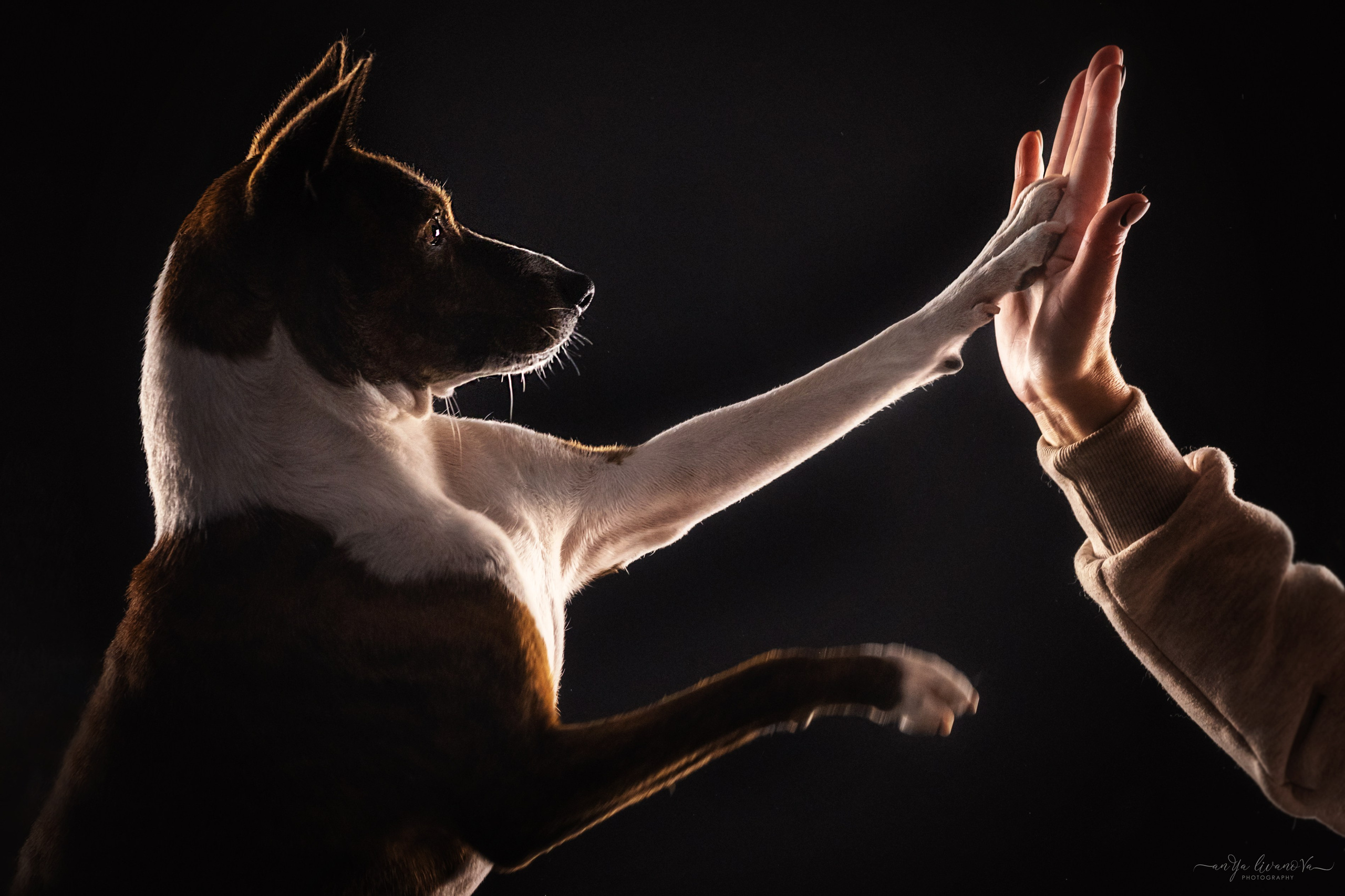 Стёпан. Фотограф анималист Аня Ливанова | Рыбинск