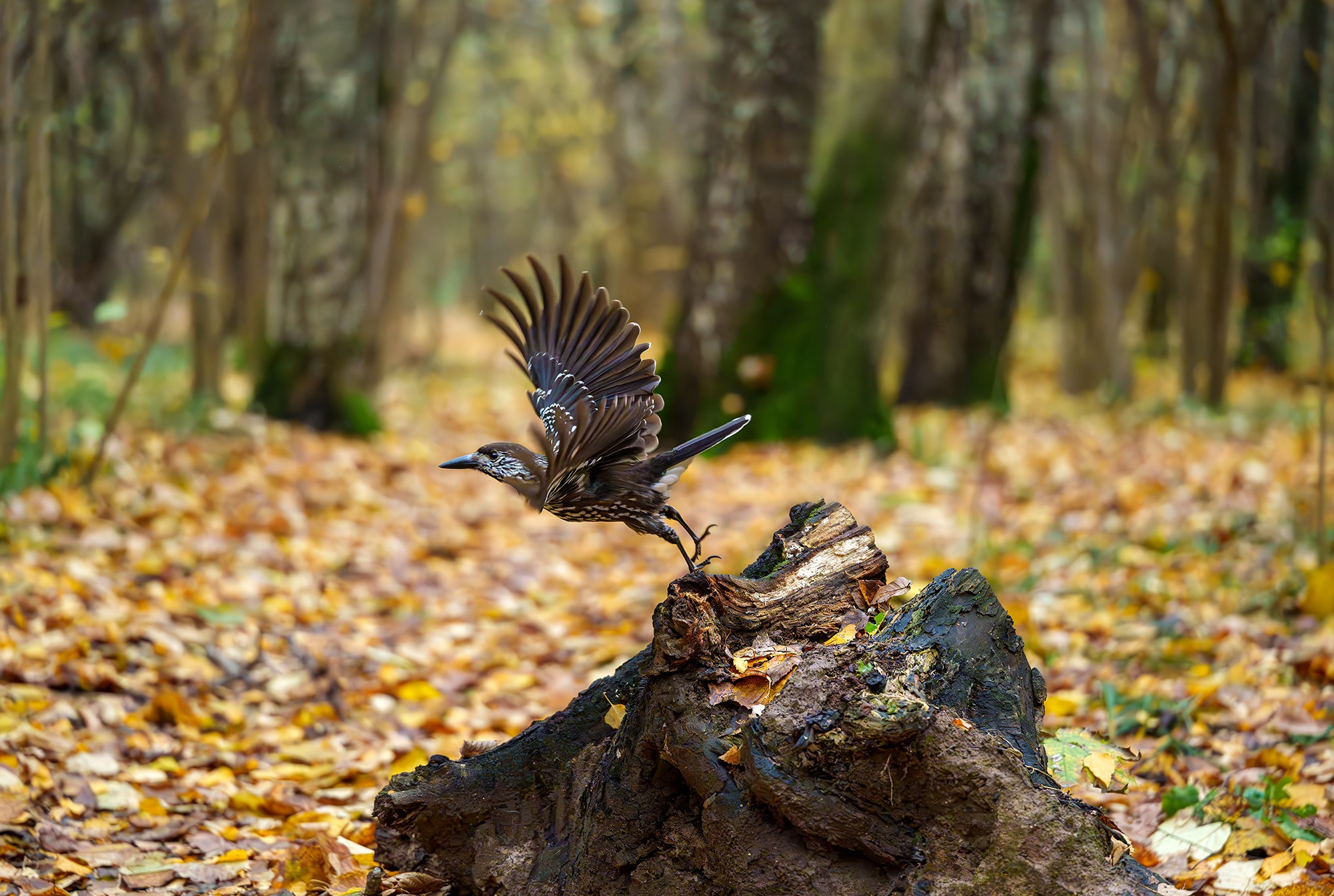 Удивительные мир птиц. Вокруг нас столько прекрасного — присмотритесь!. Ваш личный фотограф Марина Волкова
