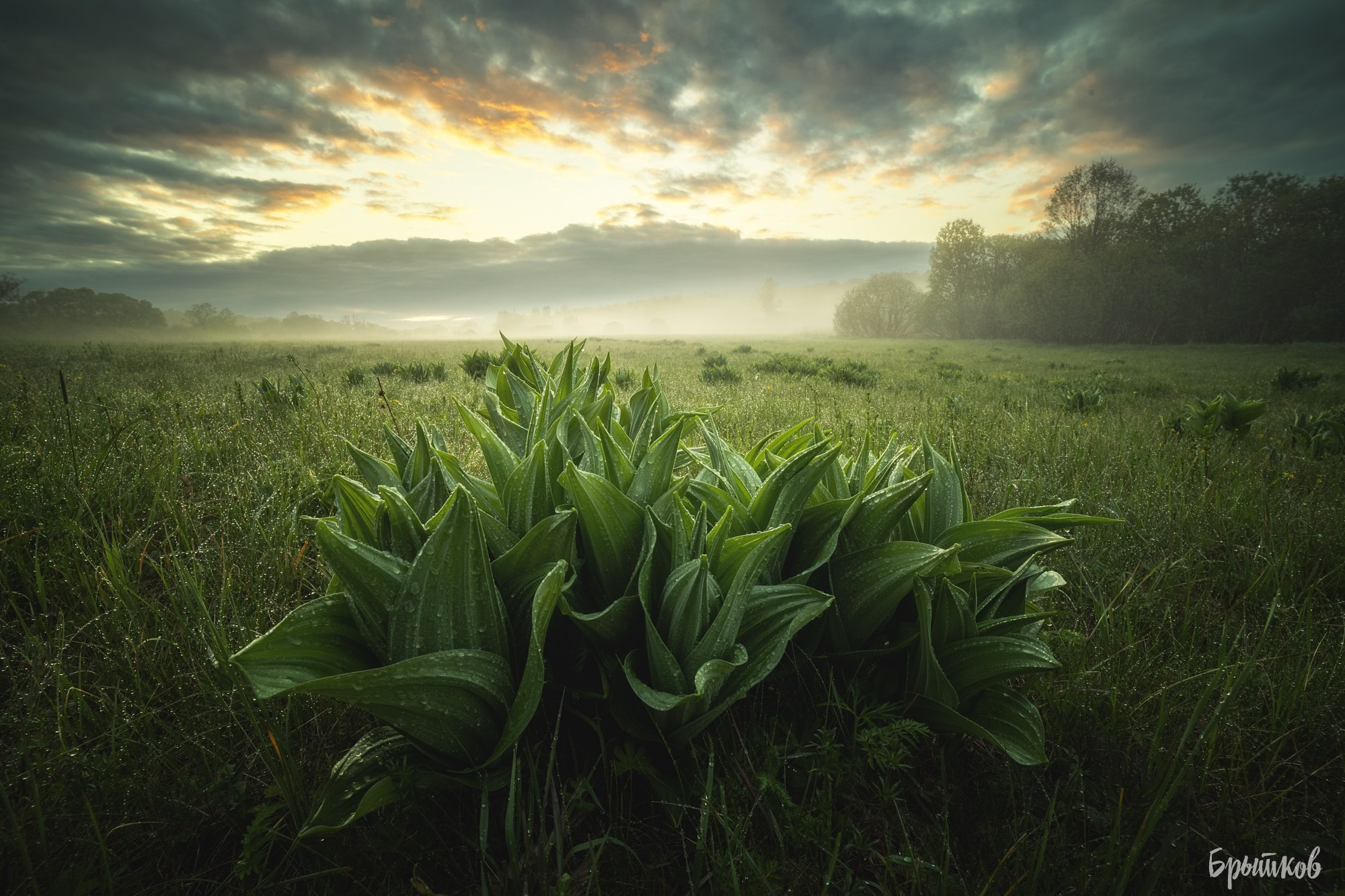 Поля. Чемерица Лобеля. Николай Брытков — фотограф в Туле
