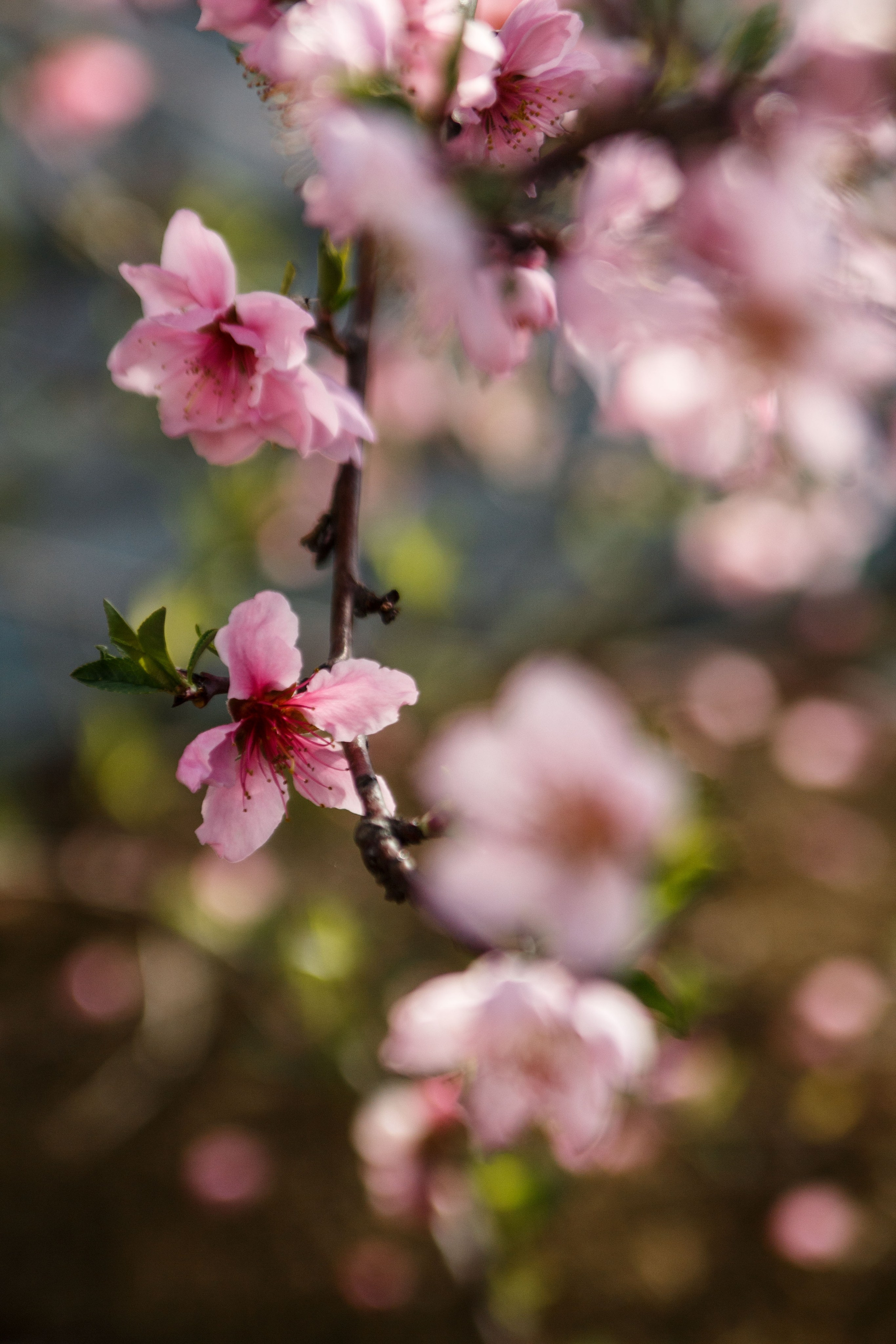 Весна. Катя Цвет