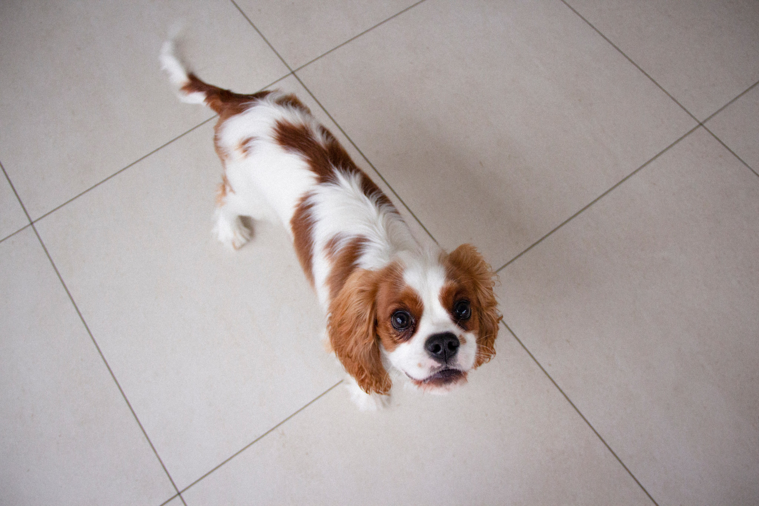 Валерия и Алексей. Фотограф в Санкт-Петербурге Смирнова Диана