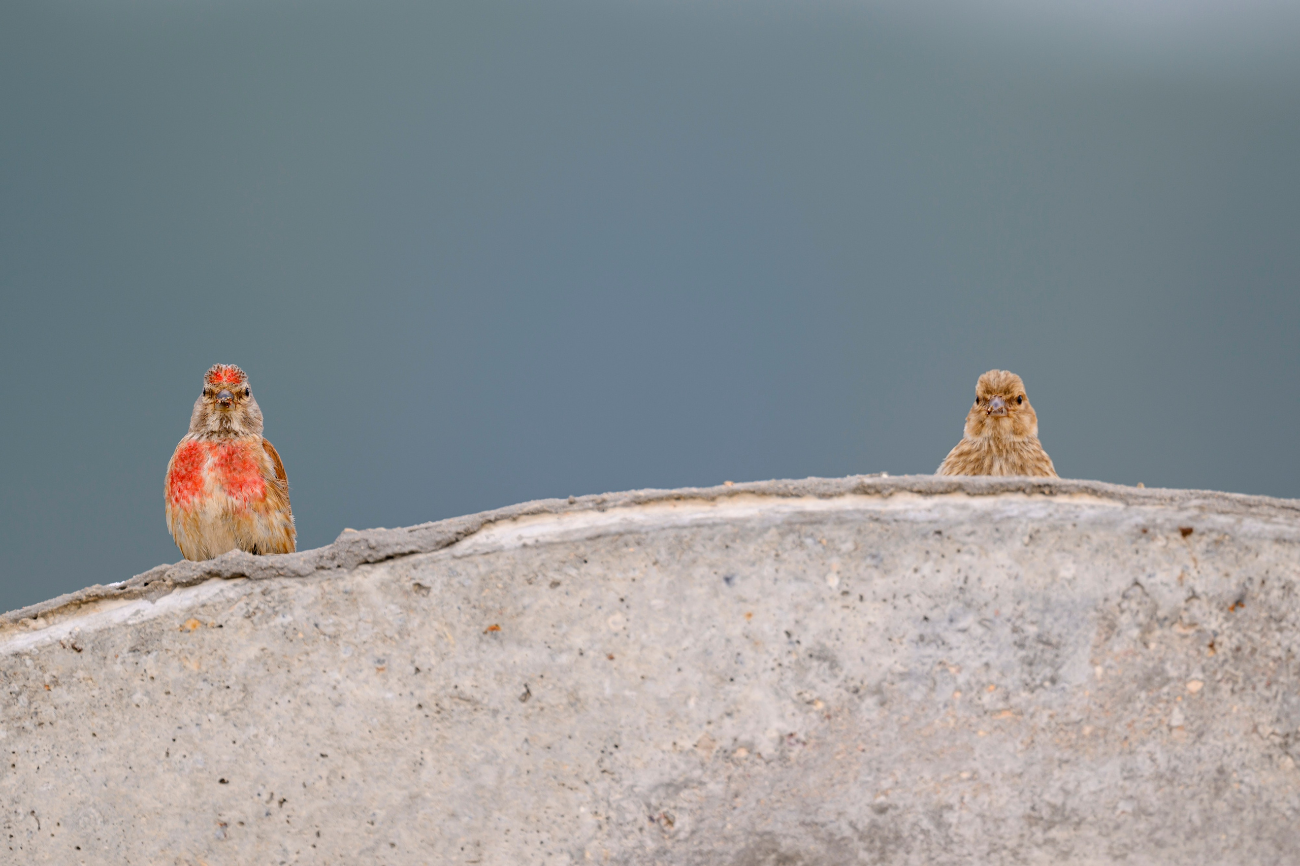 Горностай, чечевица и подорлик. Wildlife photography by Sergey Puponin