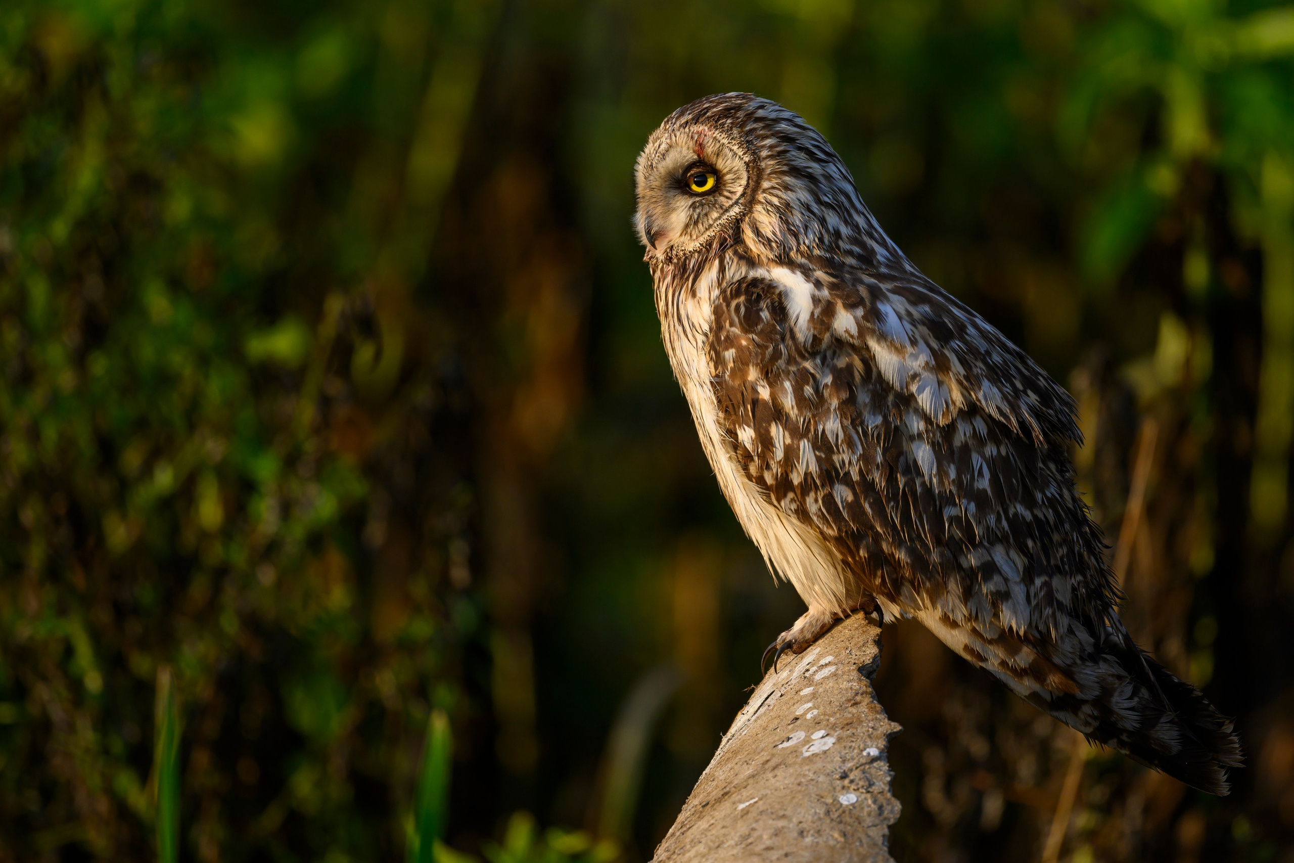 Боевая раскраска охотника. Face Paint of the Hunter. Фотограф Сергей Пупонин