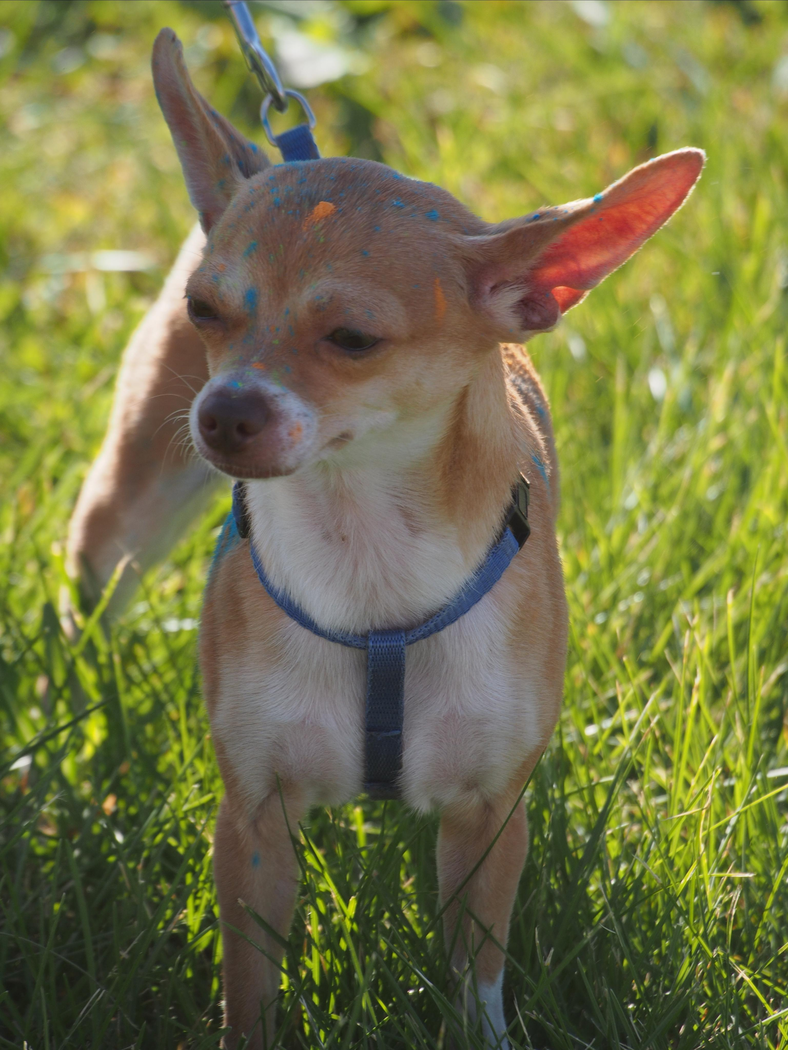 Фестиваль красок в Самаре 2022. Семейный, Детский, Контент фотограф в Самаре Renatto (Ренат Алимбиков)