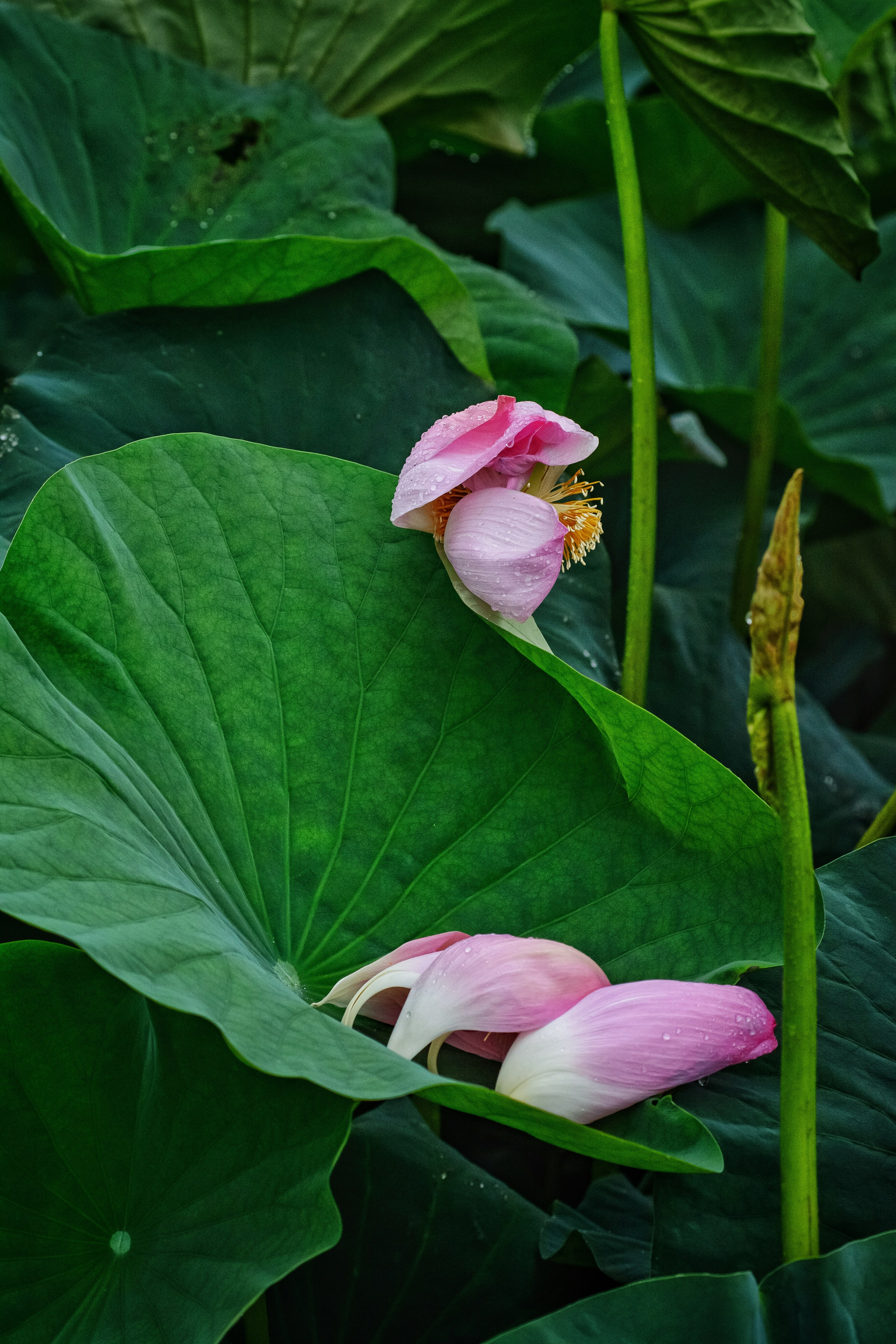 Пейзажи и дикая природа. Пейзажный и репортажный фотограф