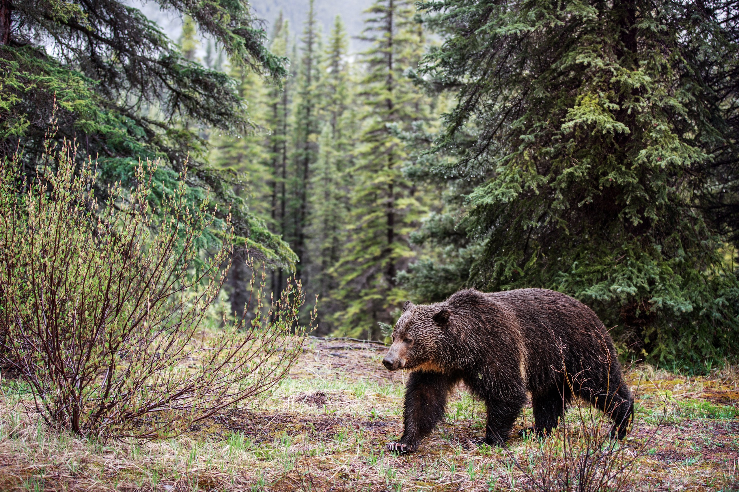 Фотограф Владимир Медведев