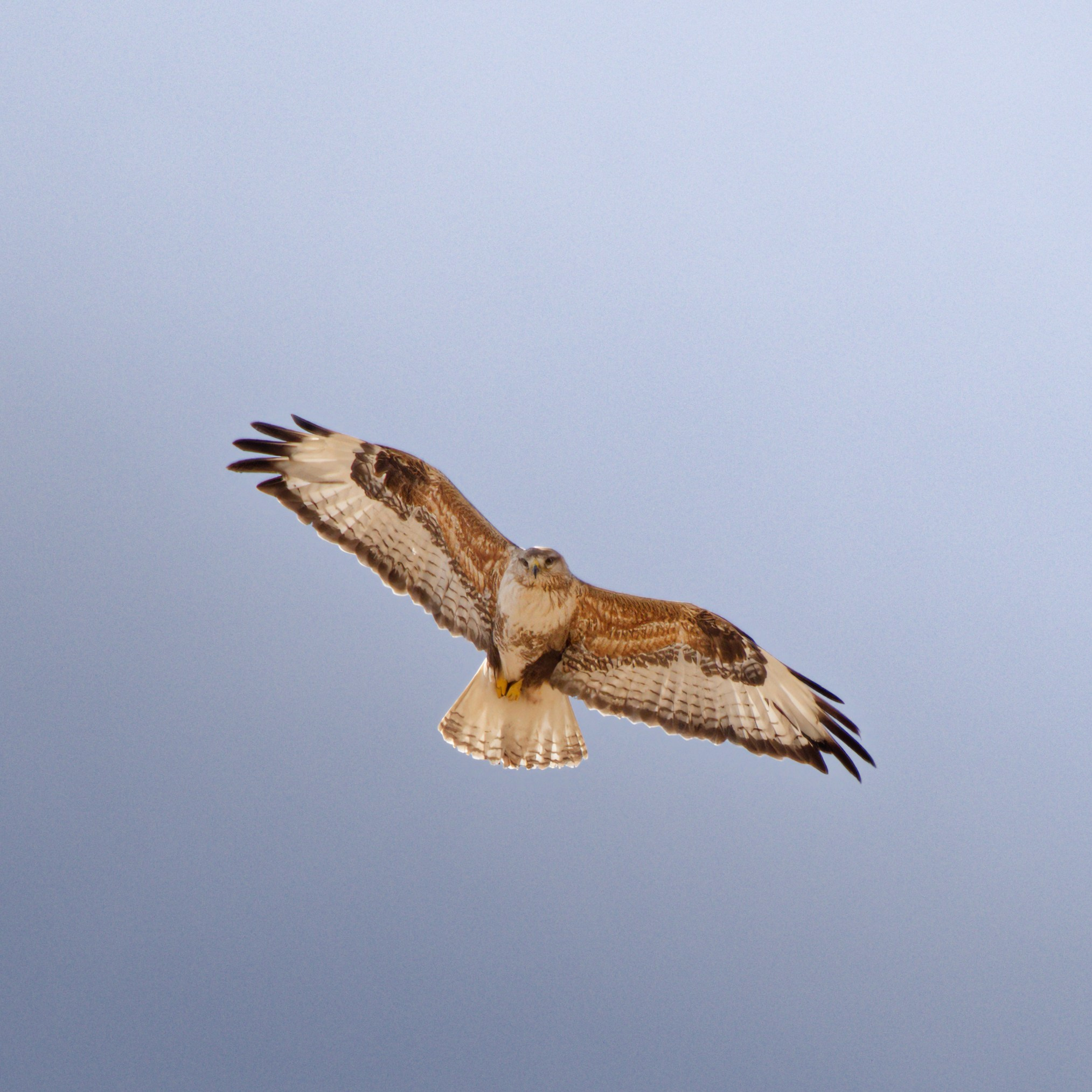 Экспедиция в Монголию (Гоби). Семоха Валерий. Фотограф