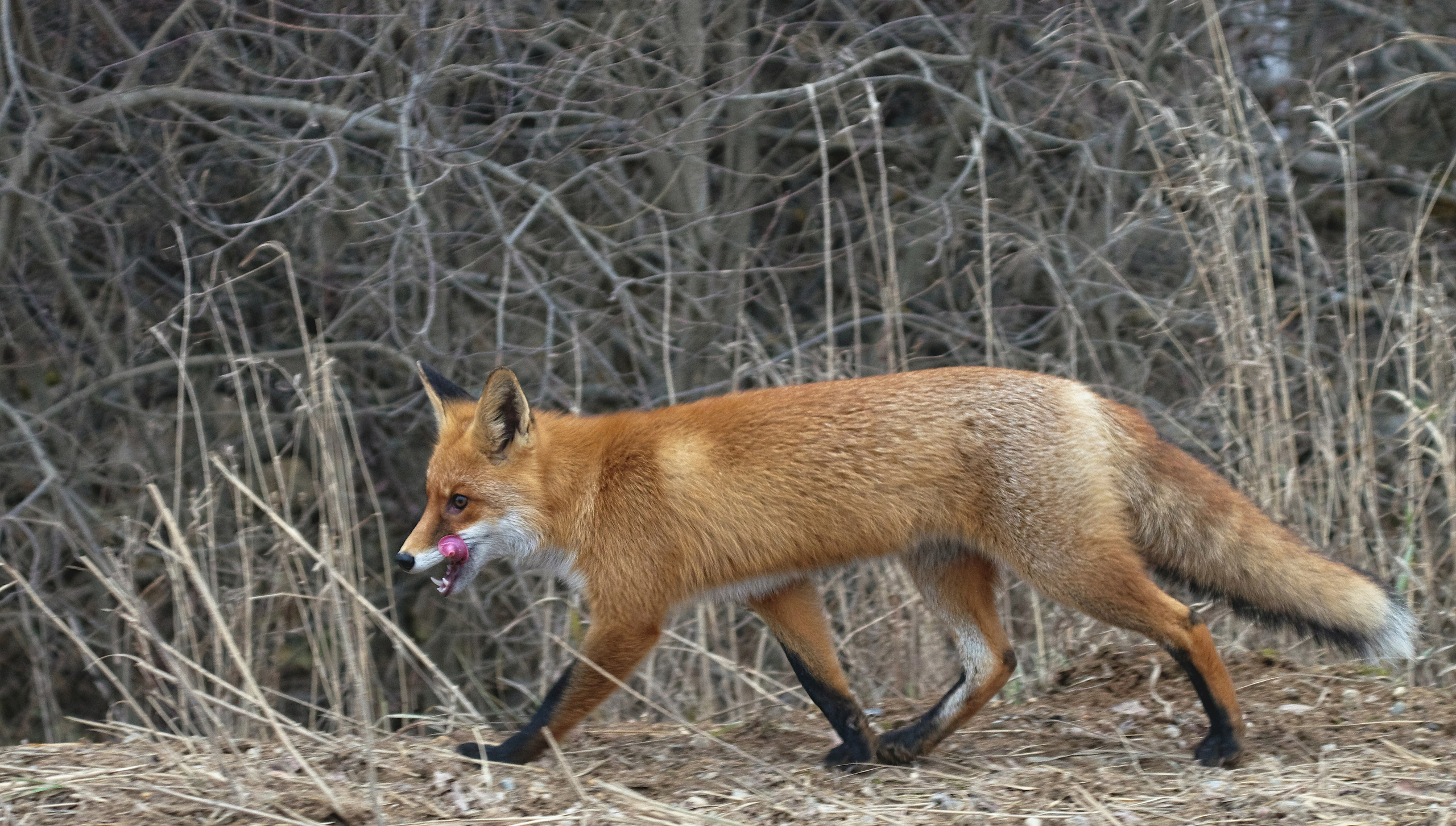 Шерсть, лапы, плавники. Семоха Валерий. Фотограф