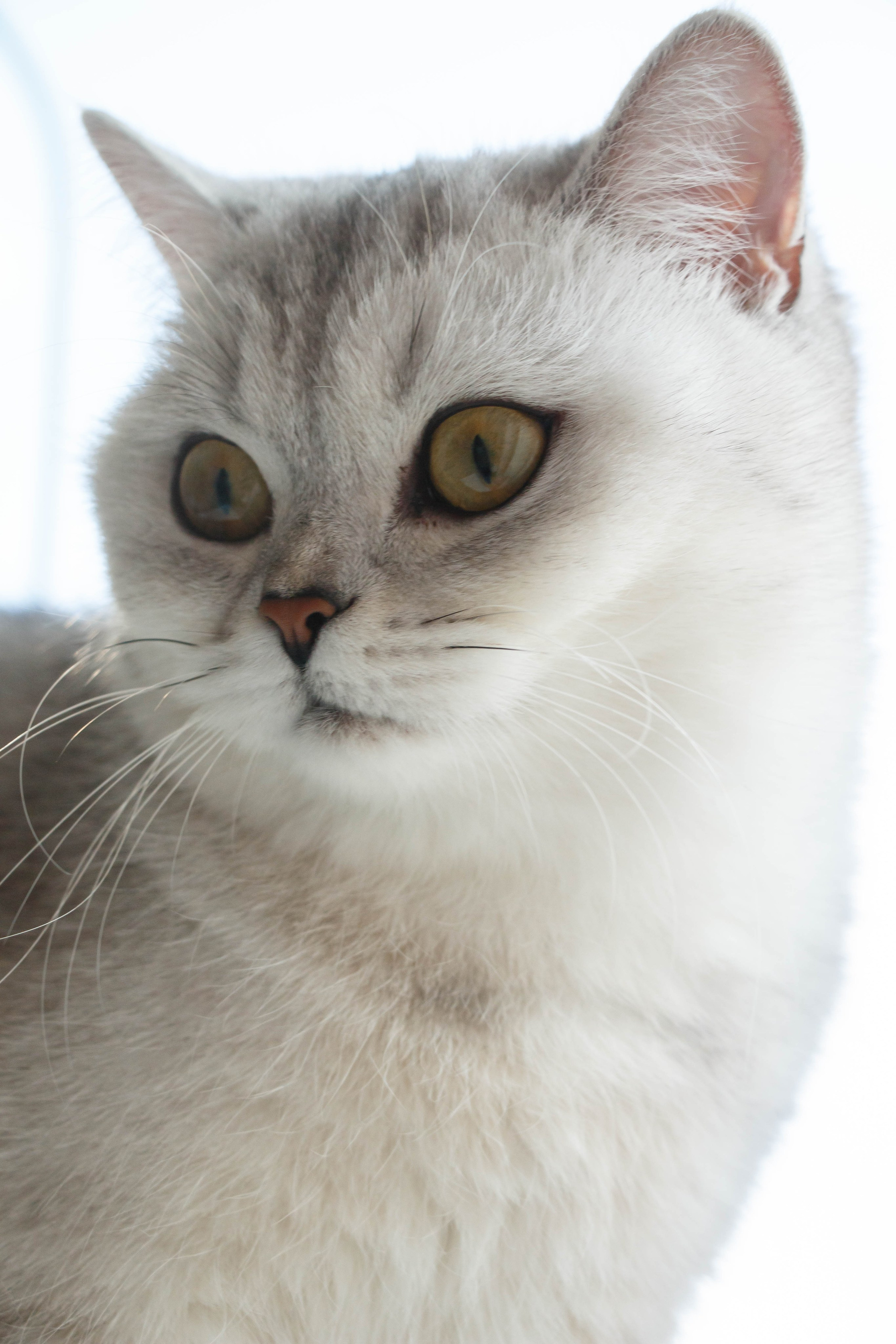 NASTYA & KITTI. Бережно сохраняю ваши чувства и истории на своих фотографиях