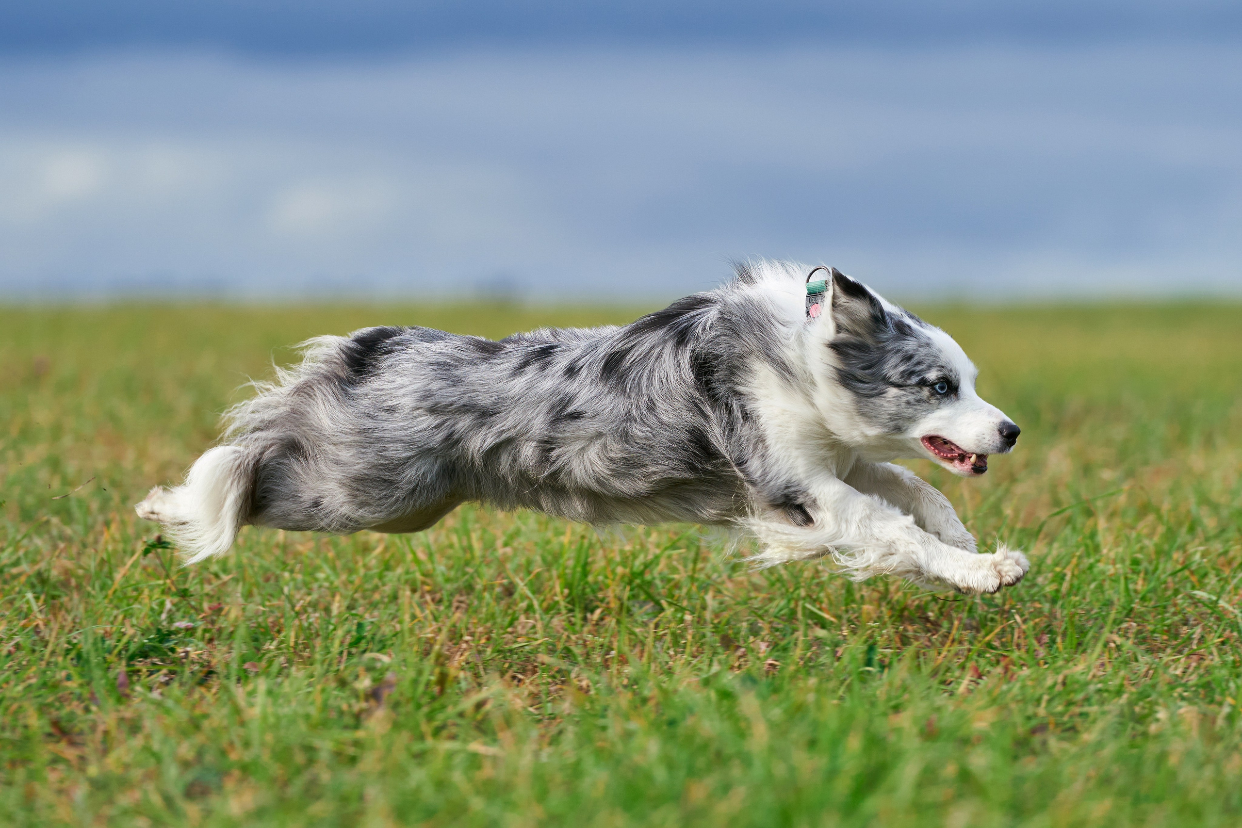 Репортажная съемка. Фотограф-анималист Михаил Манухин