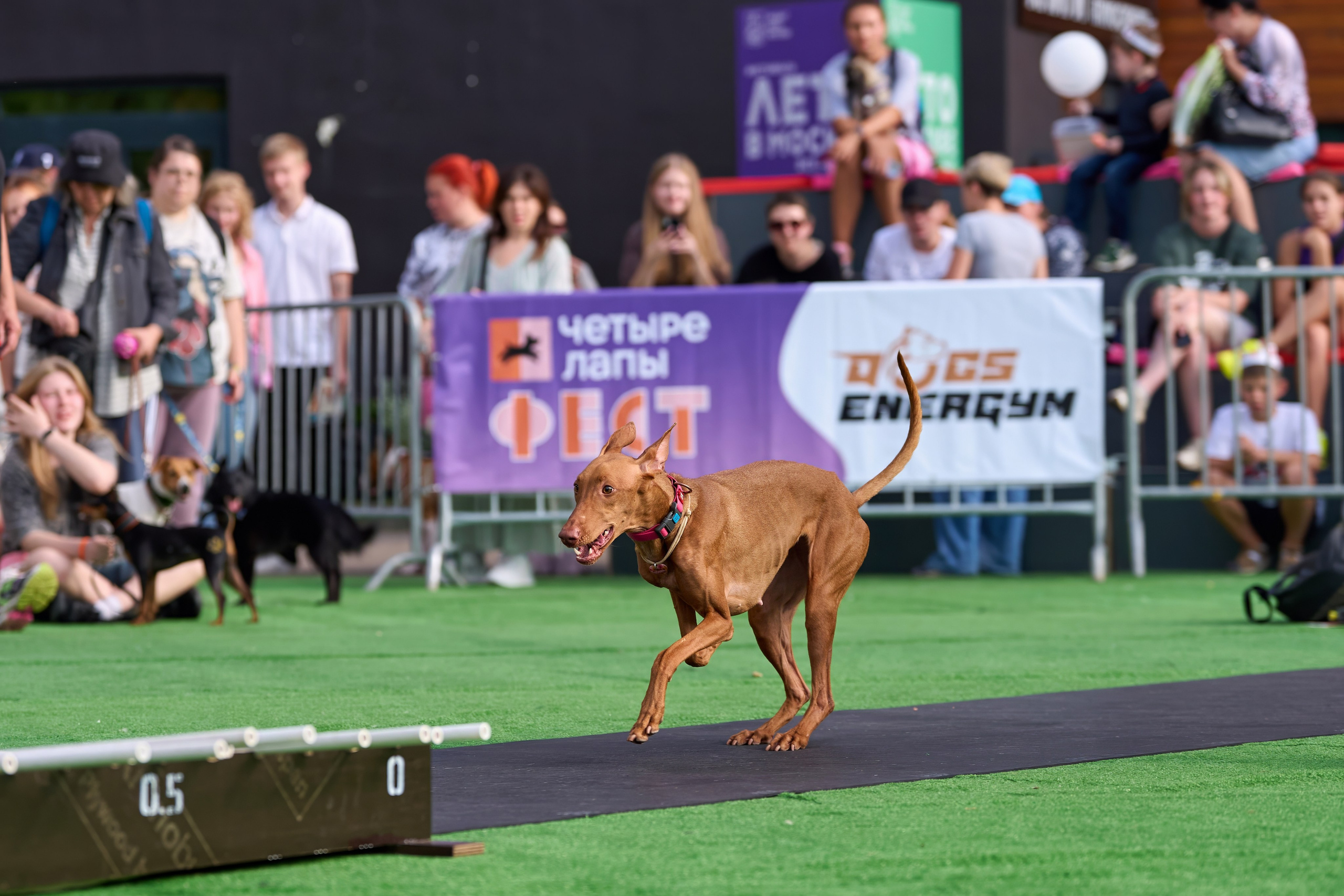 4 лапы Фест. Многоборье. Фотограф-анималист Михаил Манухин