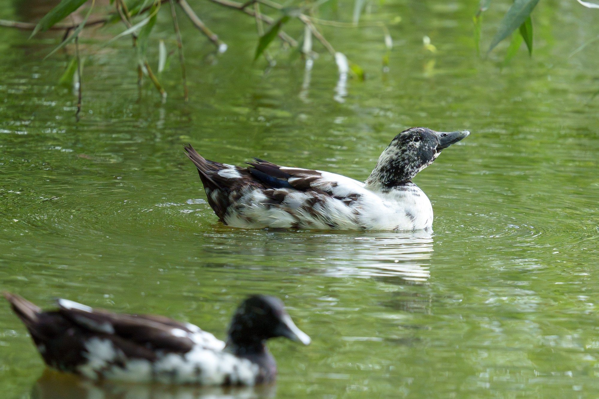 Удивительные мир птиц. Вокруг нас столько прекрасного — присмотритесь!. Ваш личный фотограф Марина Волкова