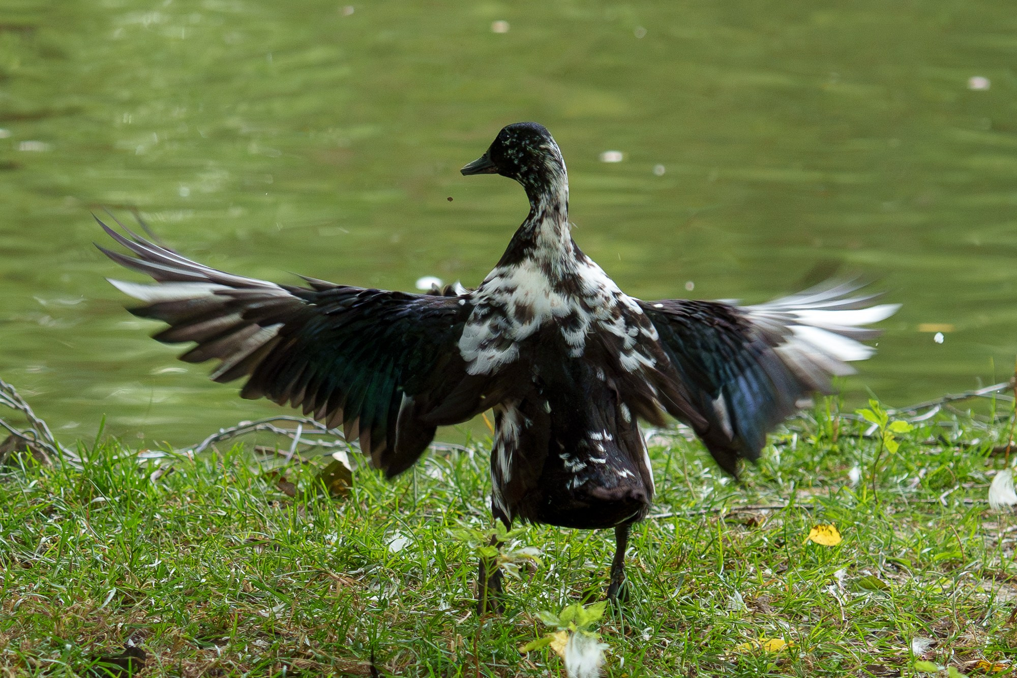 Удивительные мир птиц. Вокруг нас столько прекрасного — присмотритесь!. Ваш личный фотограф Марина Волкова