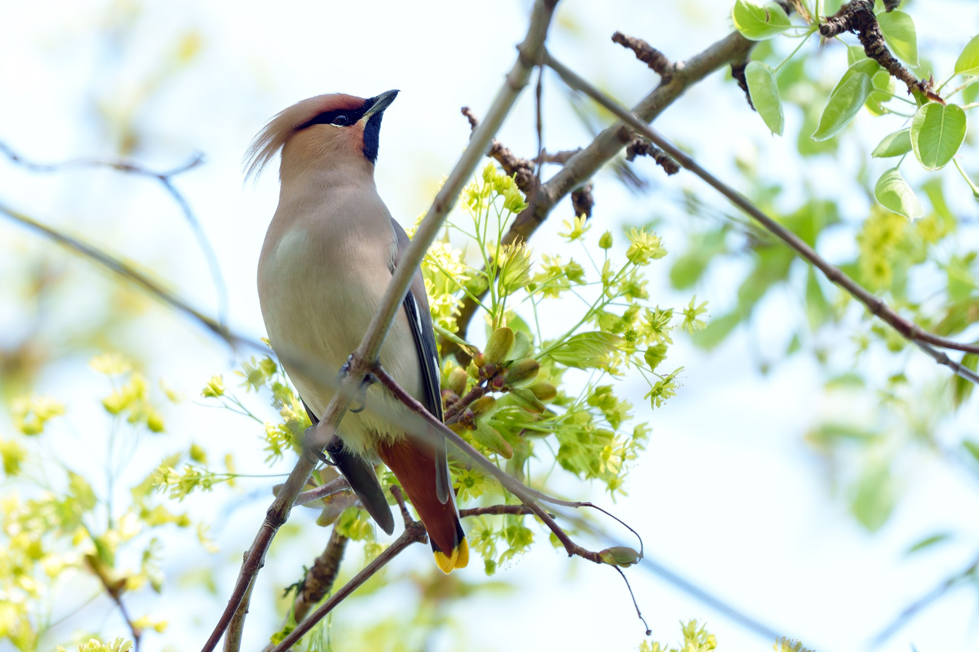 Удивительные мир птиц. Вокруг нас столько прекрасного — присмотритесь!. Ваш личный фотограф Марина Волкова