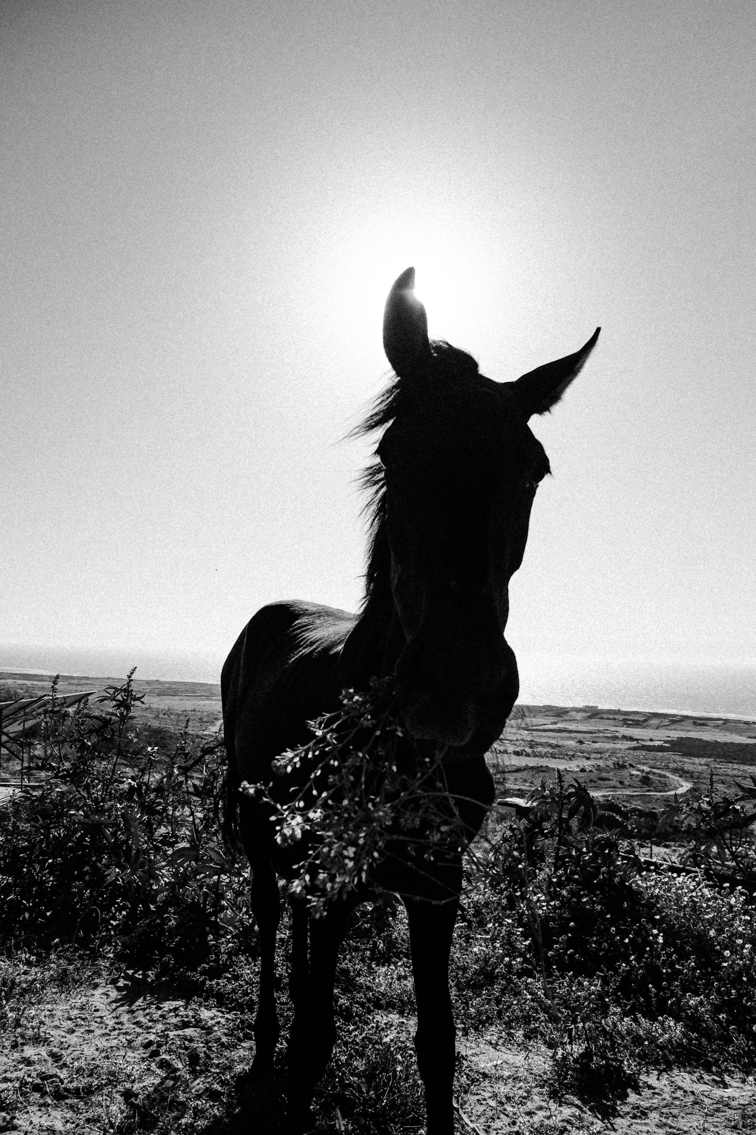 Семейная съемка. Olga Popova — Photographer in Morocco