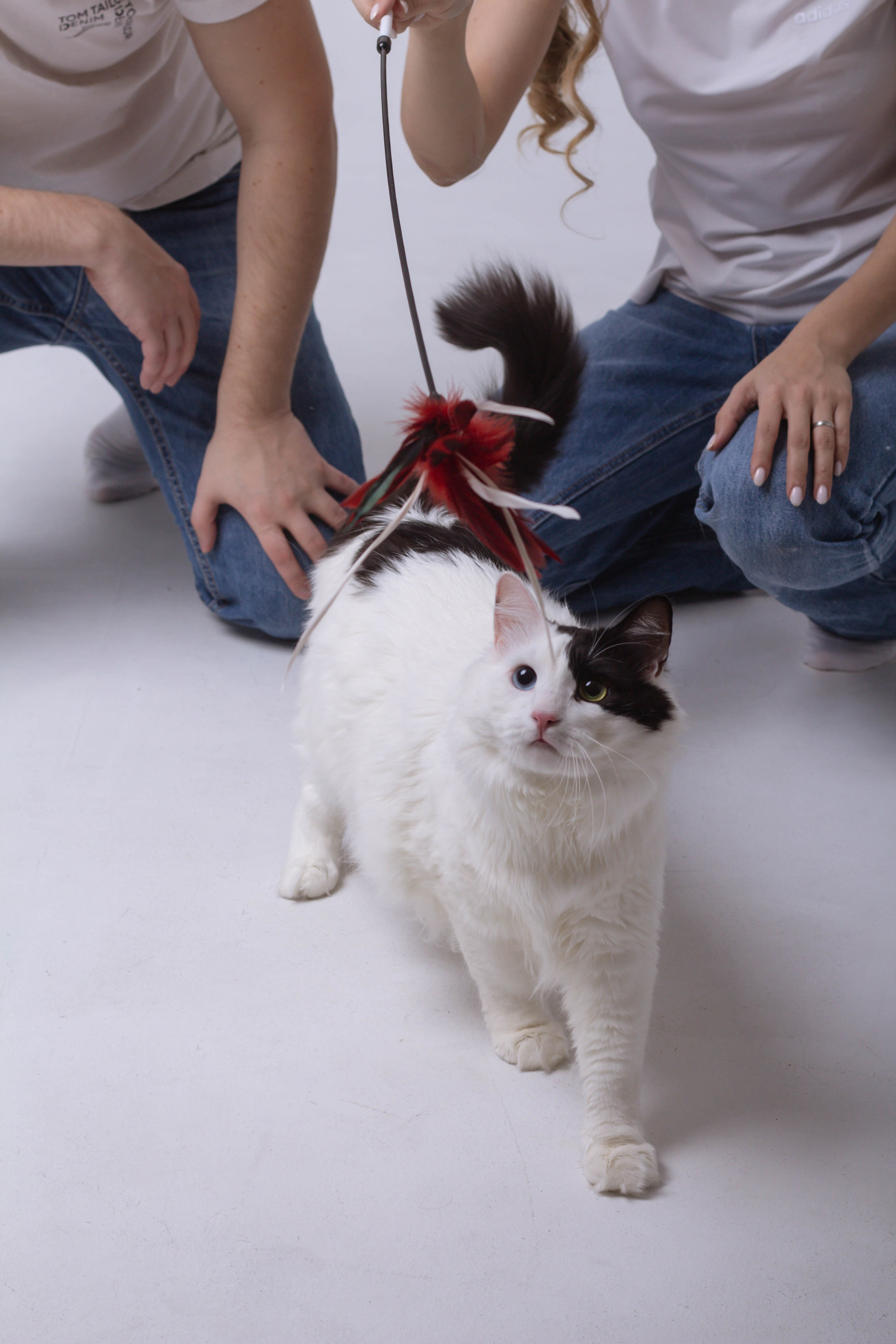 Анна и ее котики. LYU PHOTOGRAPHY