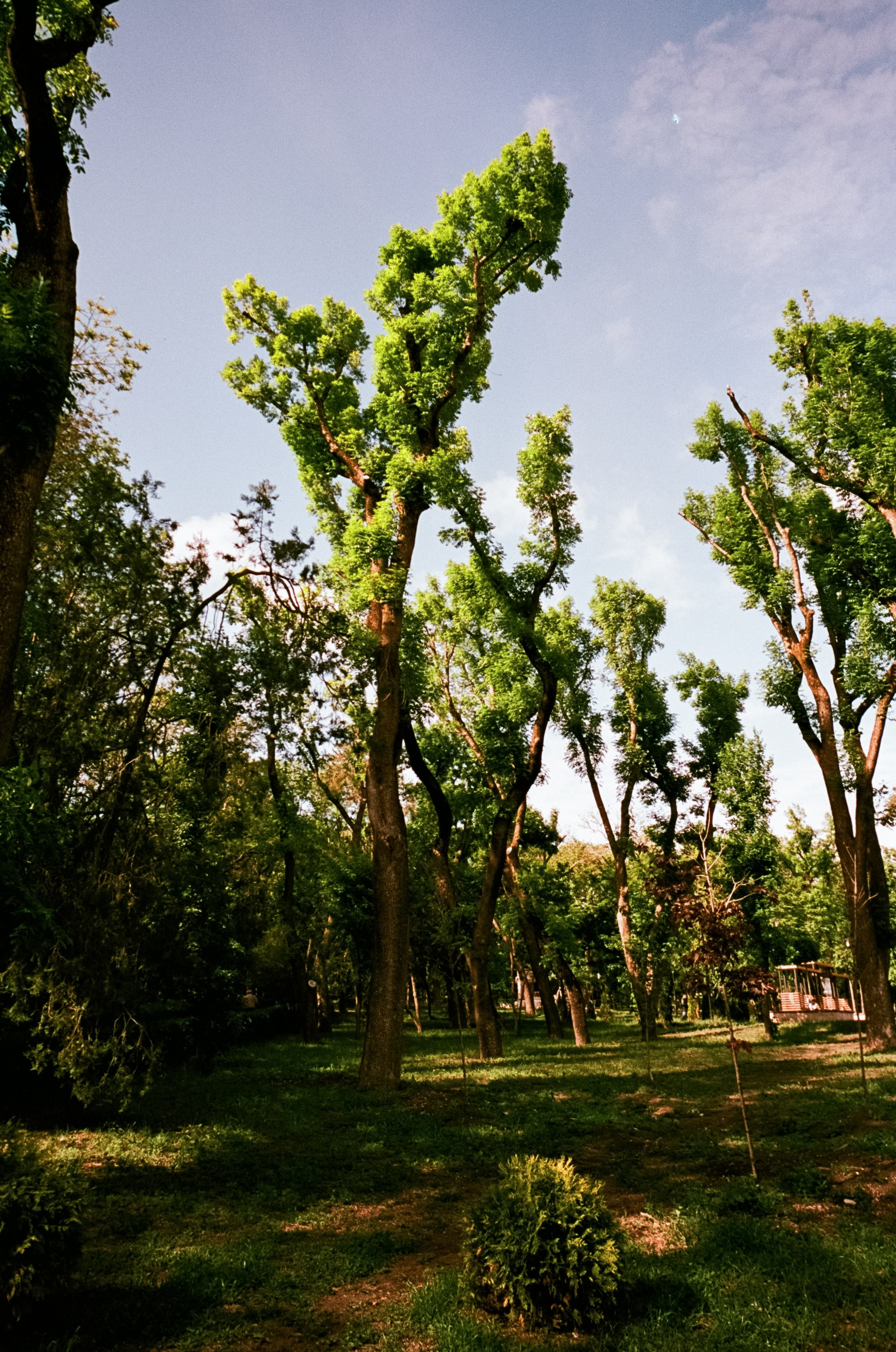 6 мая Парк Ессентуки / Voigtlander BESSA-T / Kodak Aerocolor IV