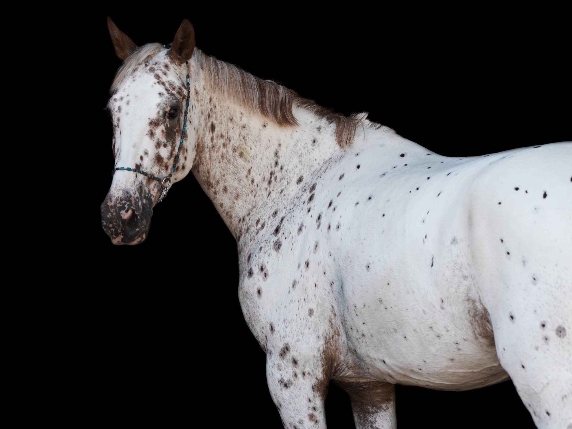 Портрет лошади, лошадь, конь, фото лошади, фотография лошади, конный фотограф, съемка лошадей, фотограф лошадей, конная фотография, конный фотограф, конный фотограф в спб, профессиональный фотограф спб, фотограф спб, ахалтекинец, рысак, спортивная лошадь, конный клуб, фотосессия с лошадьми, тракененская лошадь, тяжеловоз, лошадь в пятнах, пятнистые лошади, лошадь далматин