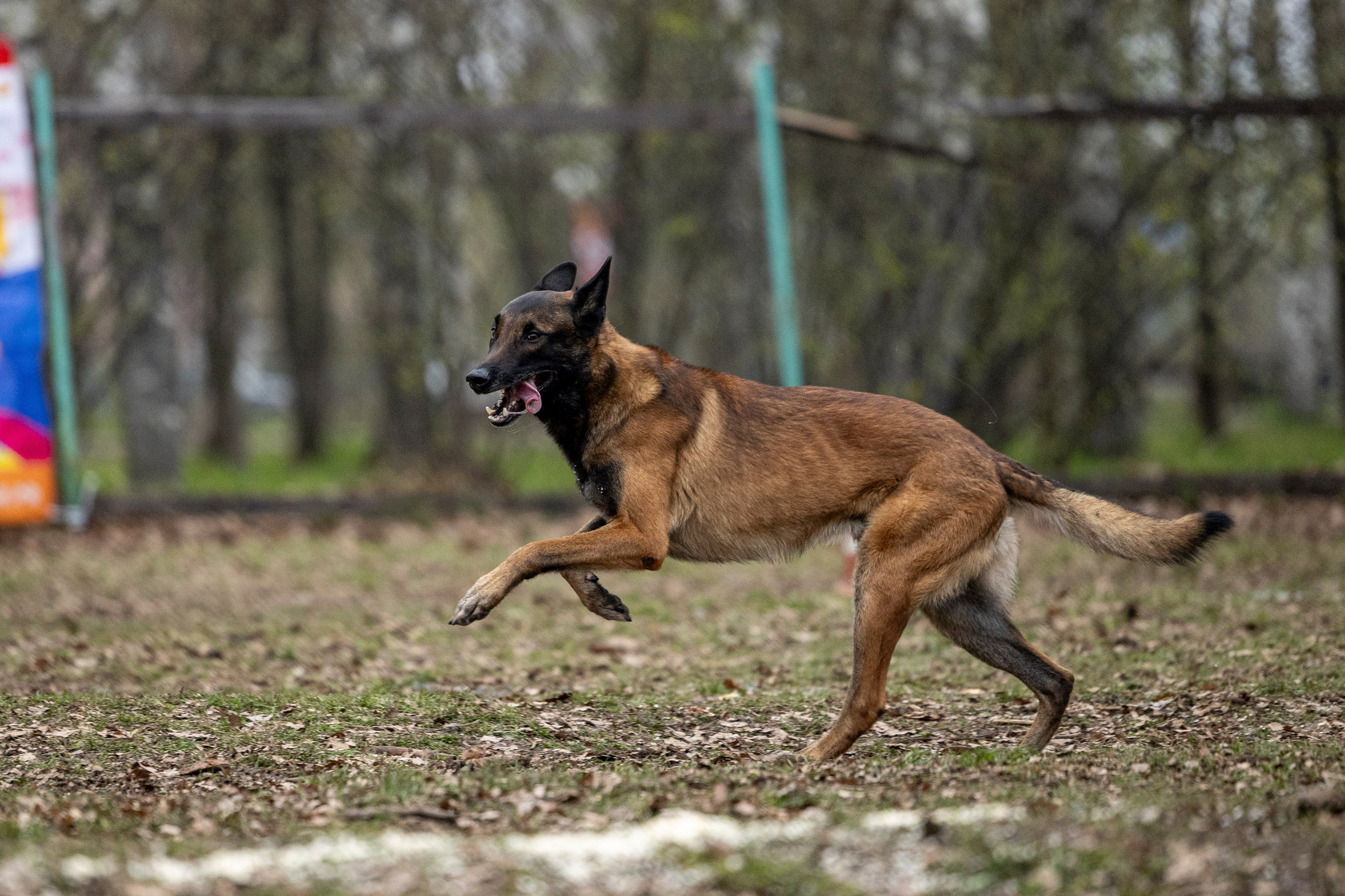 Квалификационные состязания по мондьорингу г. Вологда 11.05.24. Фотограф-анималист Анна Маринич