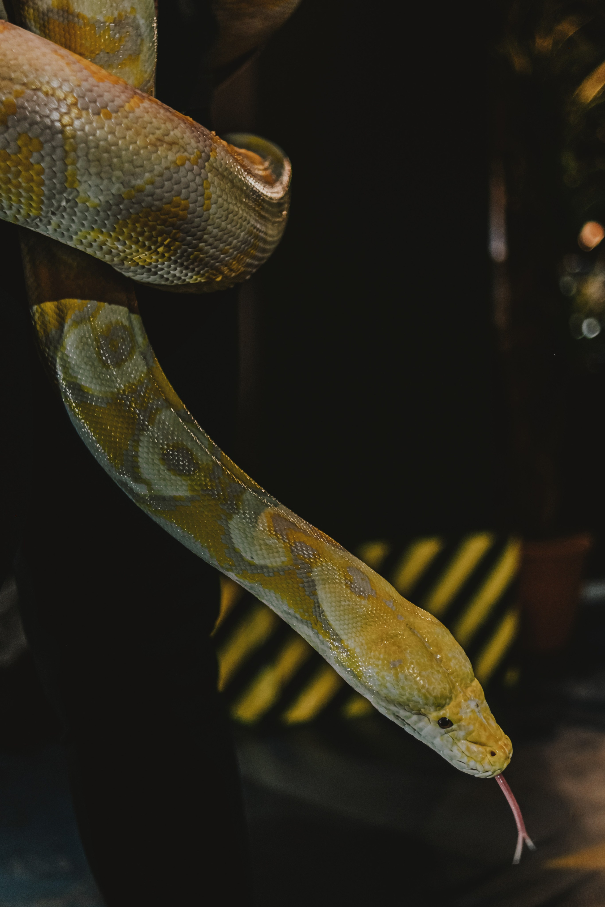 Дом Драконов. Nattie.ph