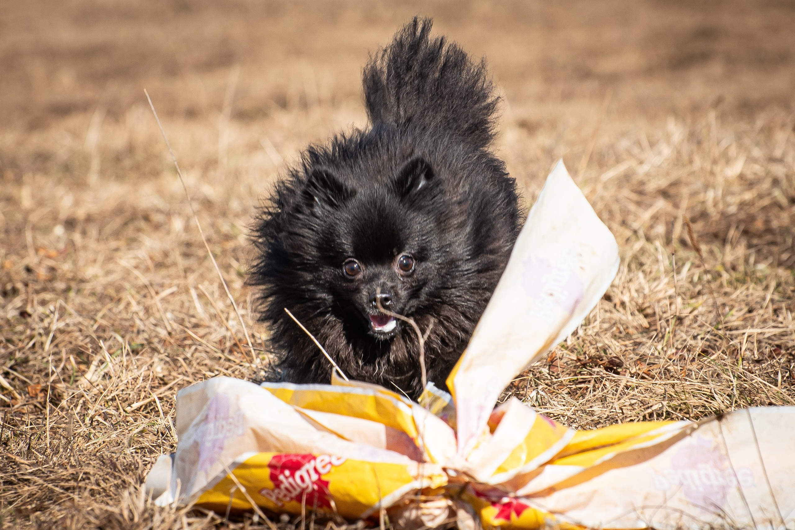 Бега за механической приманкой (Курсинг). Фотограф Макс Огурцов в Нижнем Новгороде