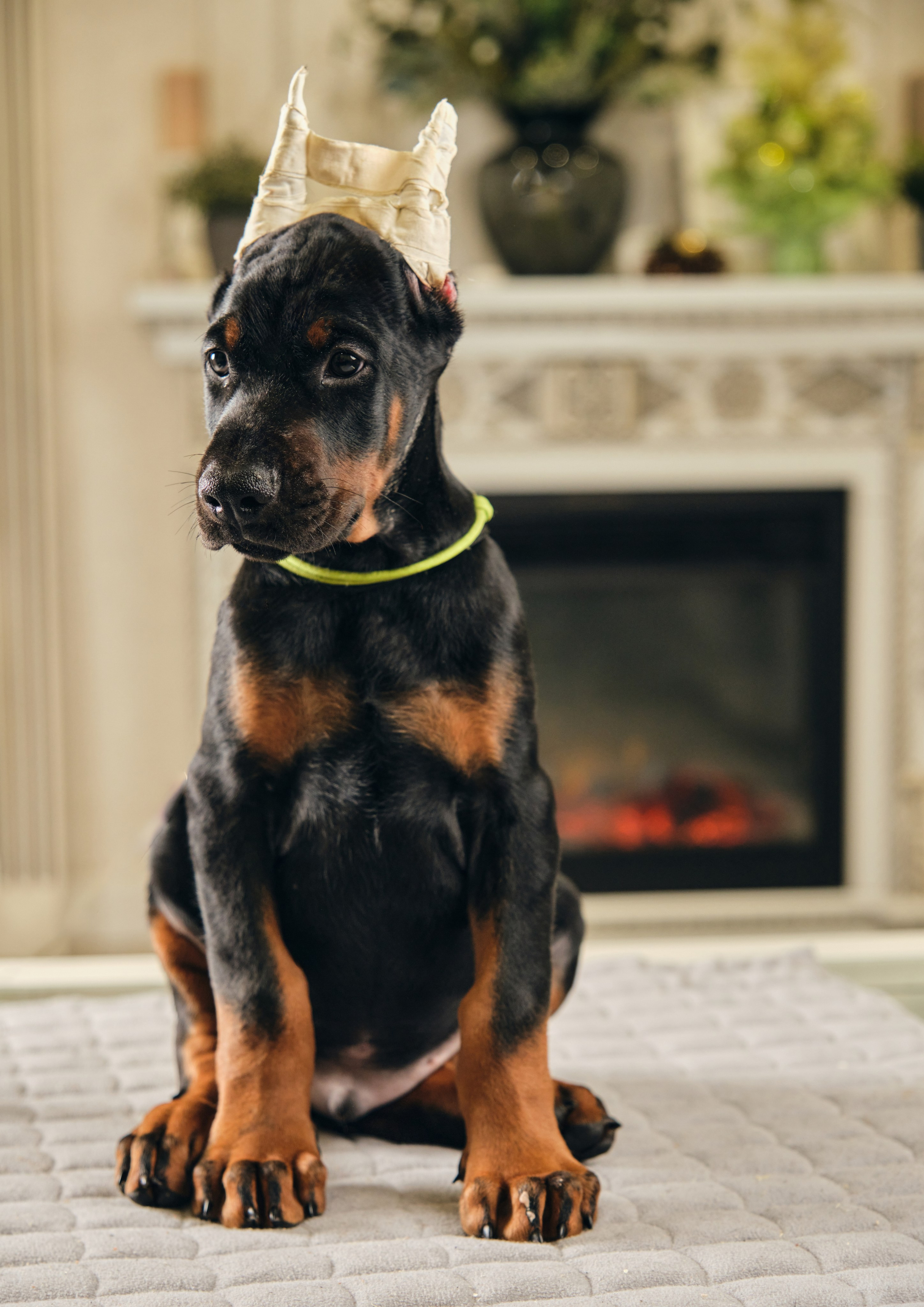 Фотограф животных в Москве и московской области. Профессиональный фотограф в Москве — Максим Дьяконов