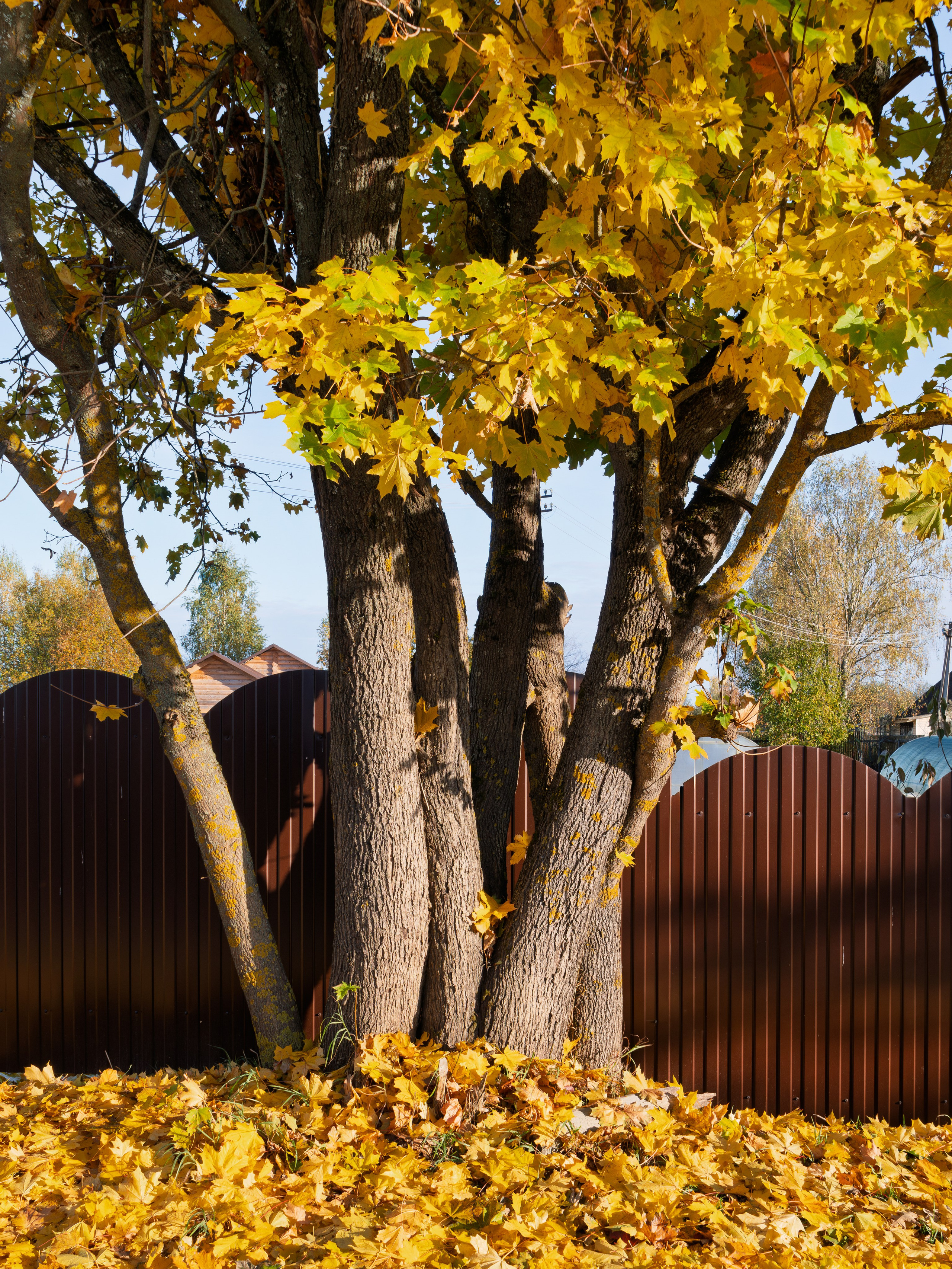 Голубые озера, Псковская область. Октябрь 2024. Фотограф Никифоров-Гордеев Сергей. Москва и МО