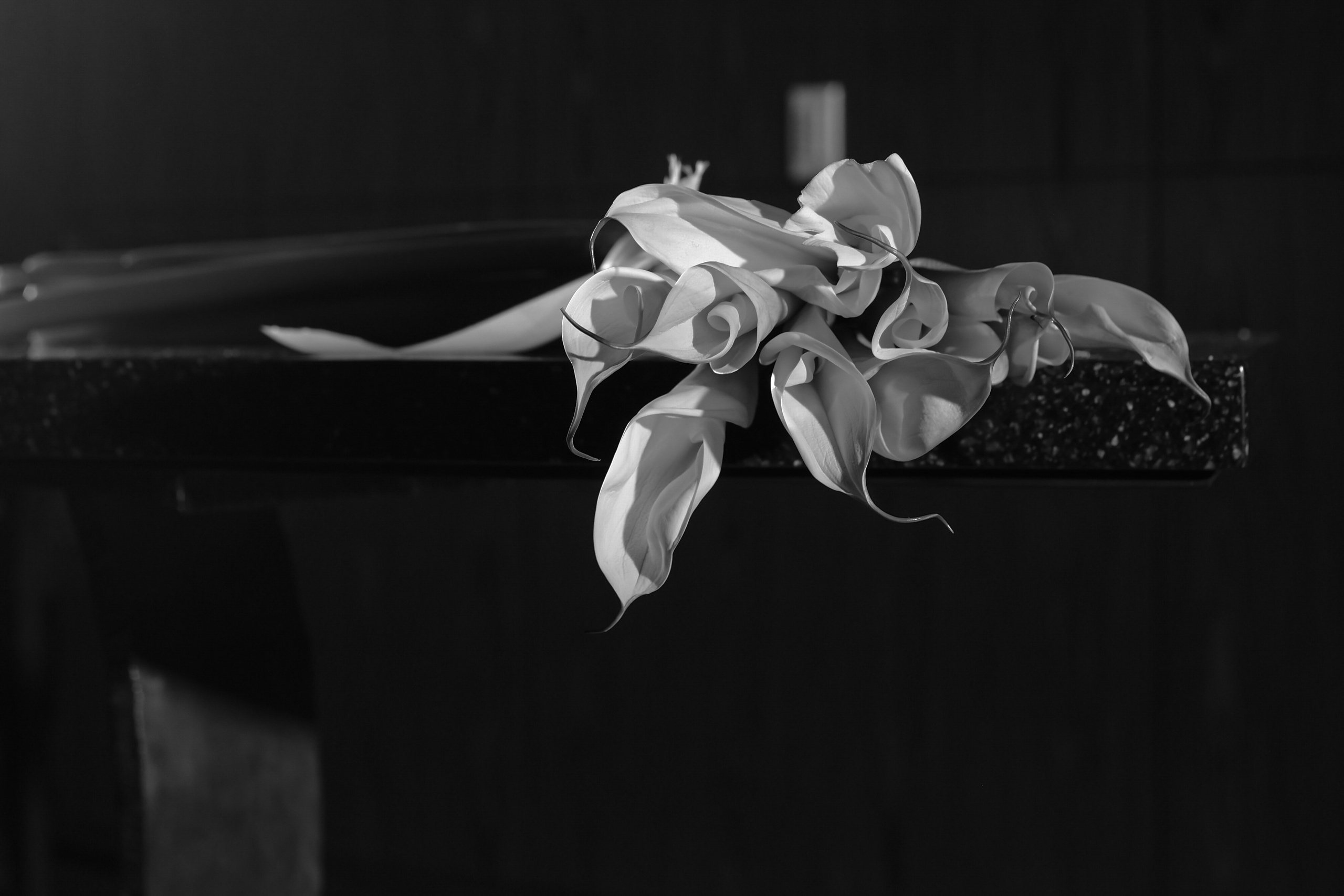 Ангелина и Никита 22 февраля 2026 г. Свадебный фотограф в Москве Александрина Аксенова