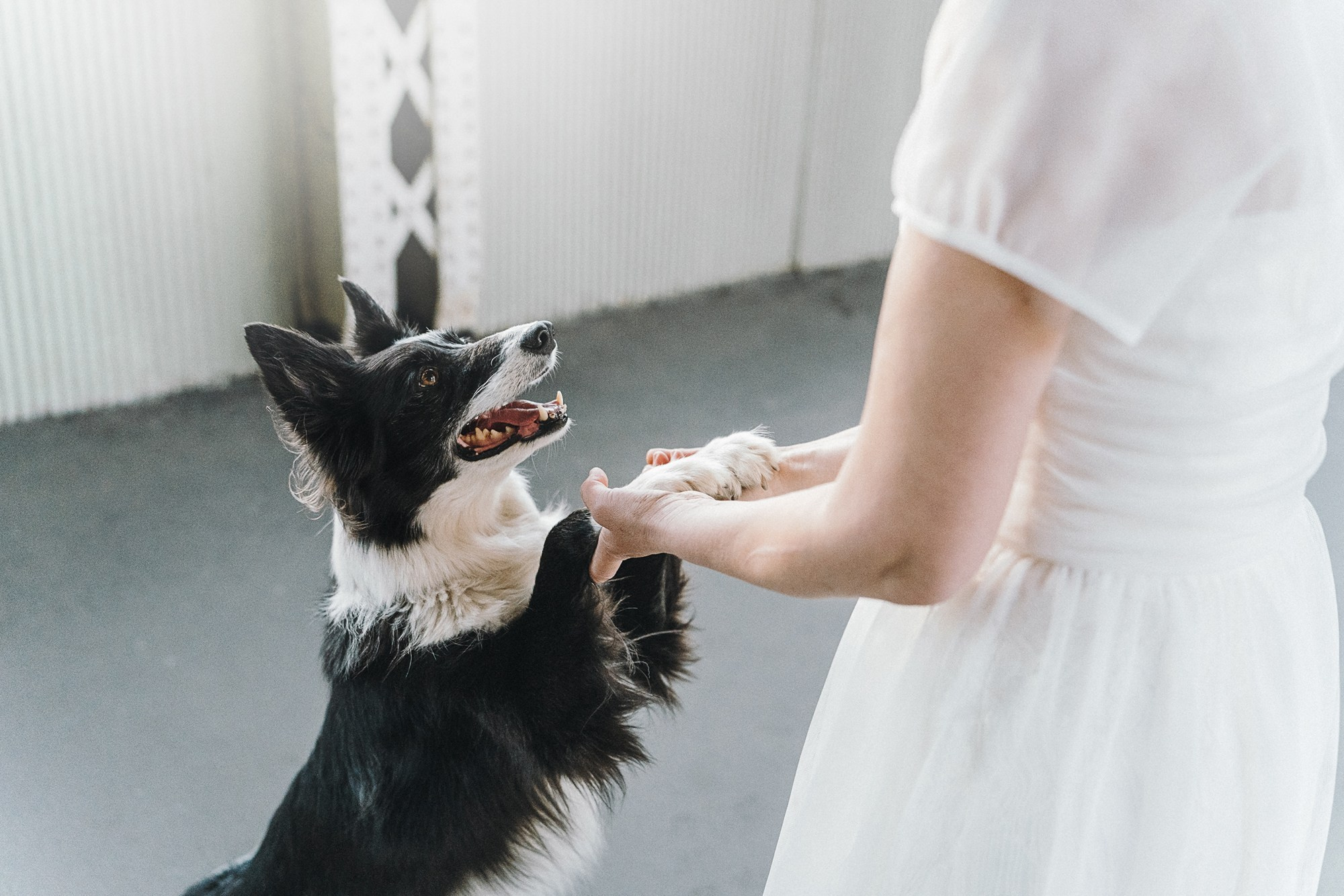 Таня, Марта и Клипса. Фотограф анималист в Москве и Санкт-Петербурге Свиридова Анна