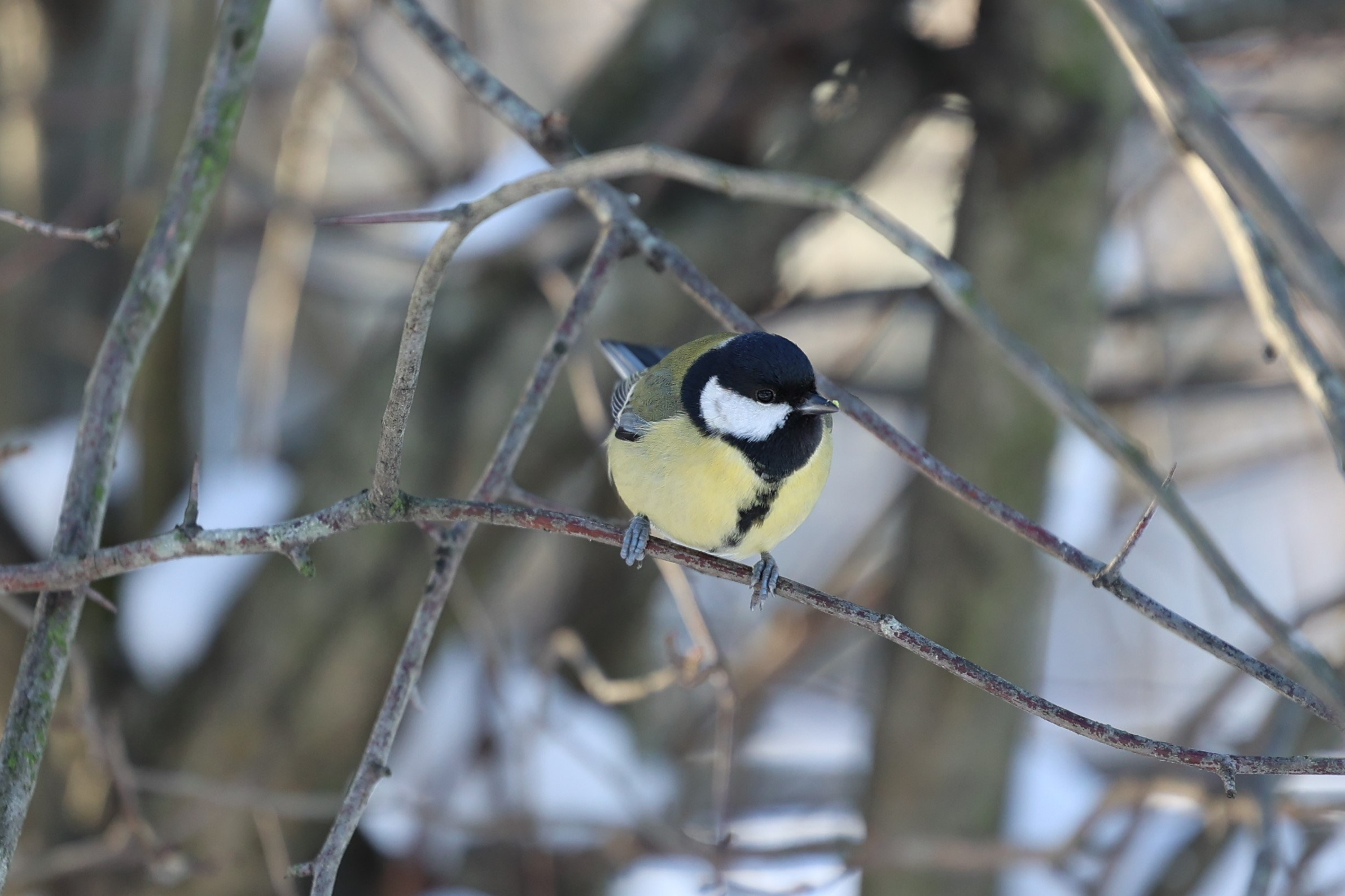 Любимое. Фотограф в Санкт-Петербурге Анна Сосновская