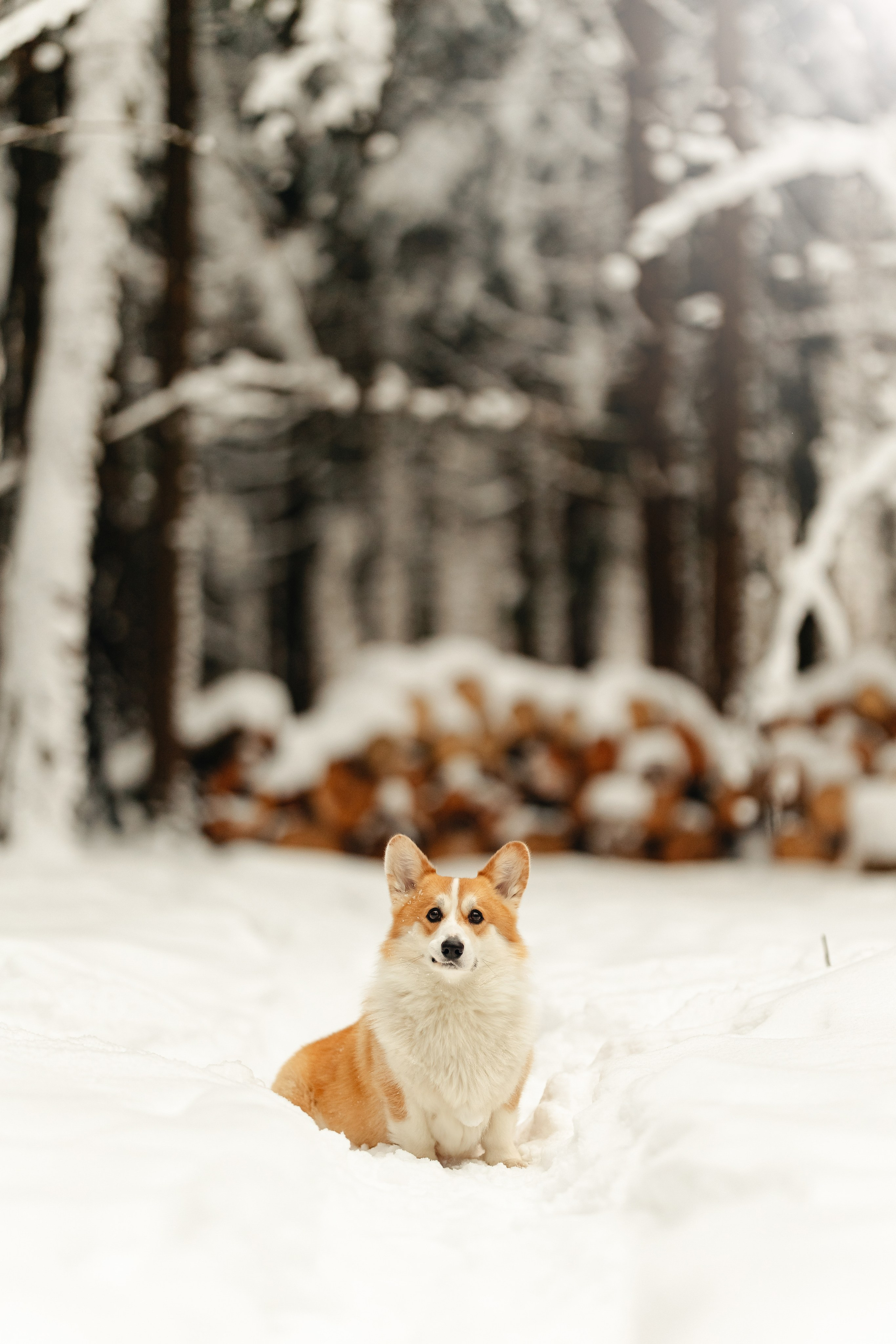 Ирина и малыш Бакс. Ирина Бешляга. Фотограф в Москве и по всей России