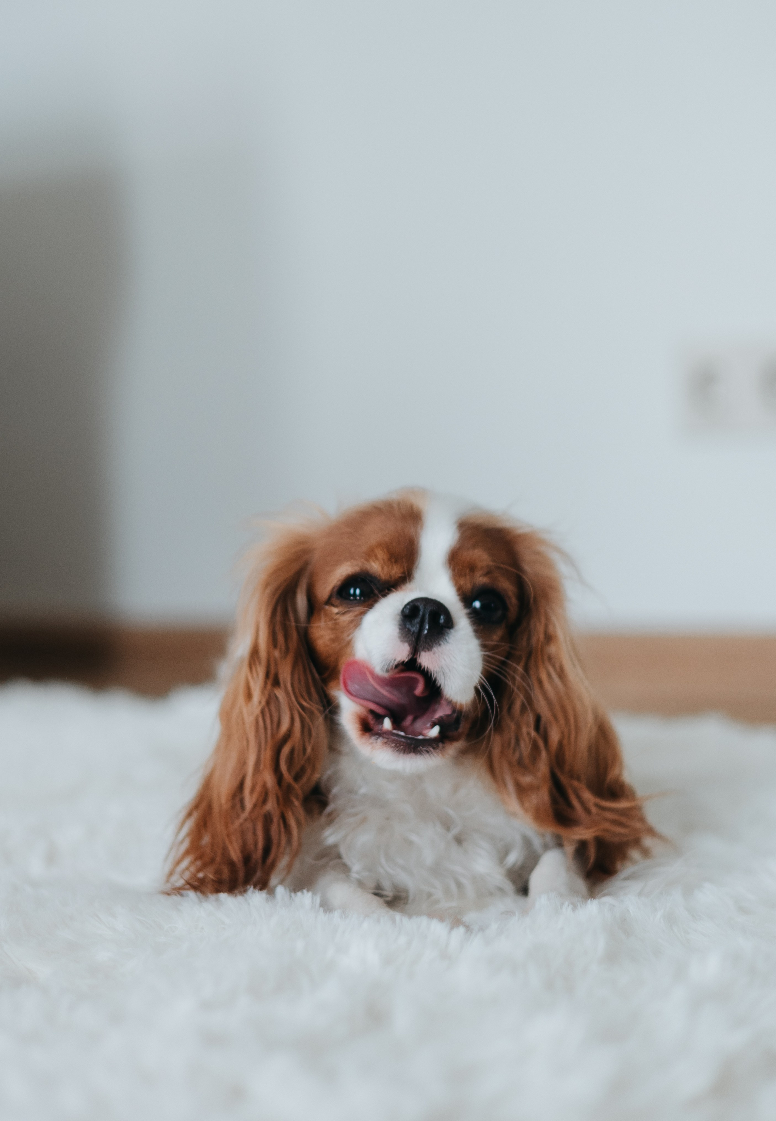 Саша и Эллисон. Фотограф животных Евгения Верцинская