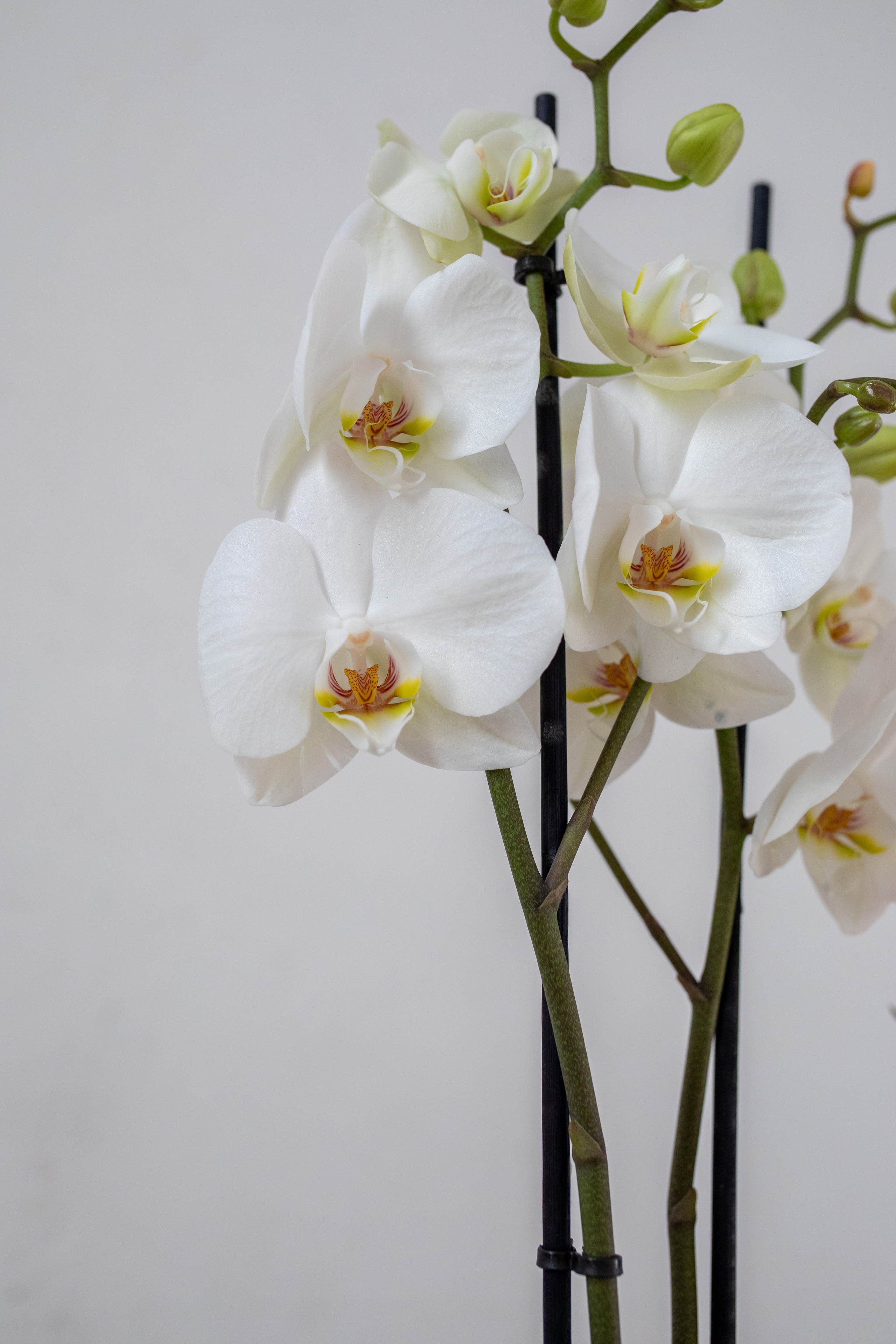 Съёмка для флориста. Фотограф в Москве Ира Никина