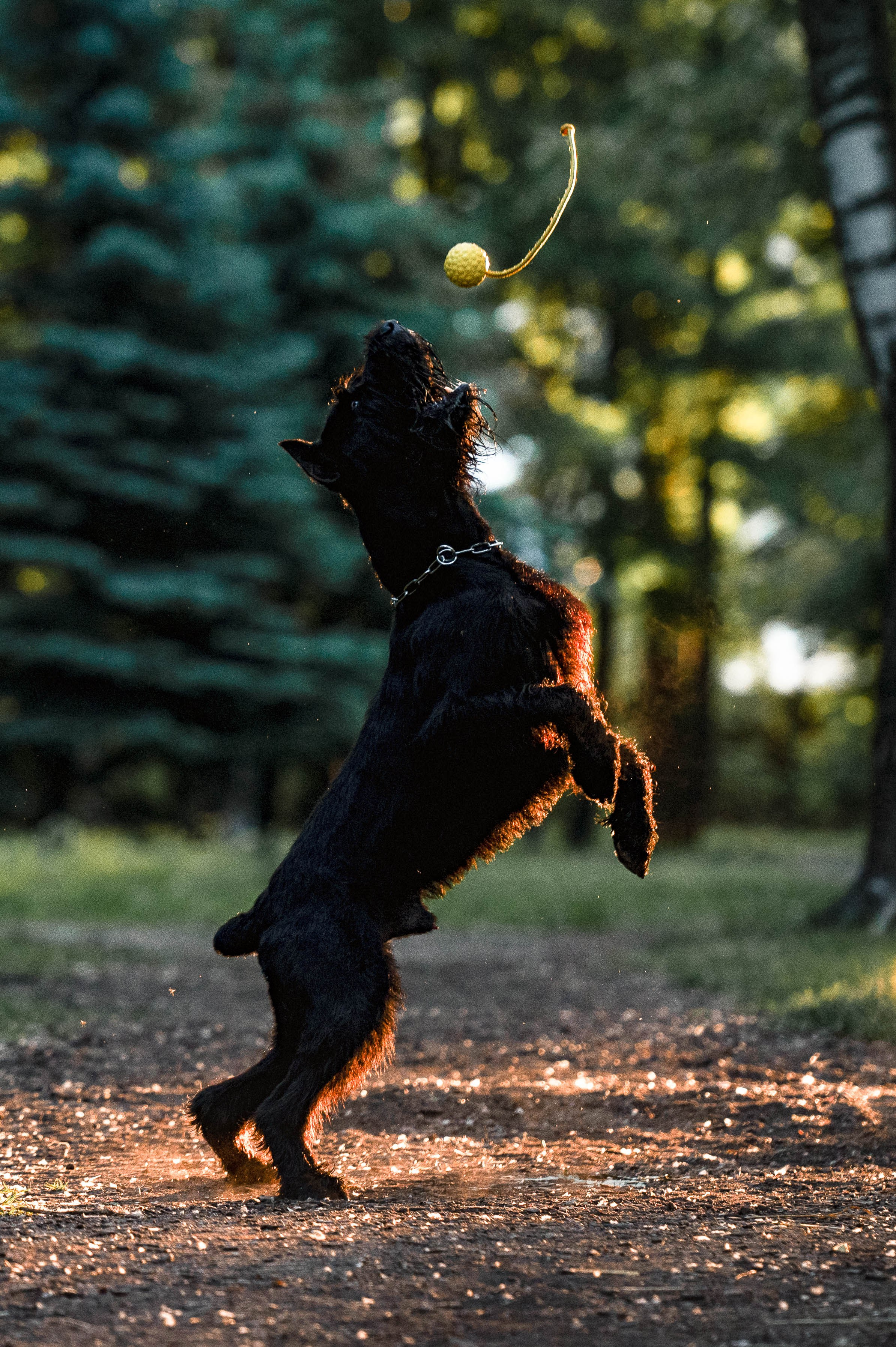 Рассветная прогулка в Мытищенском парке. Фотограф-анималист