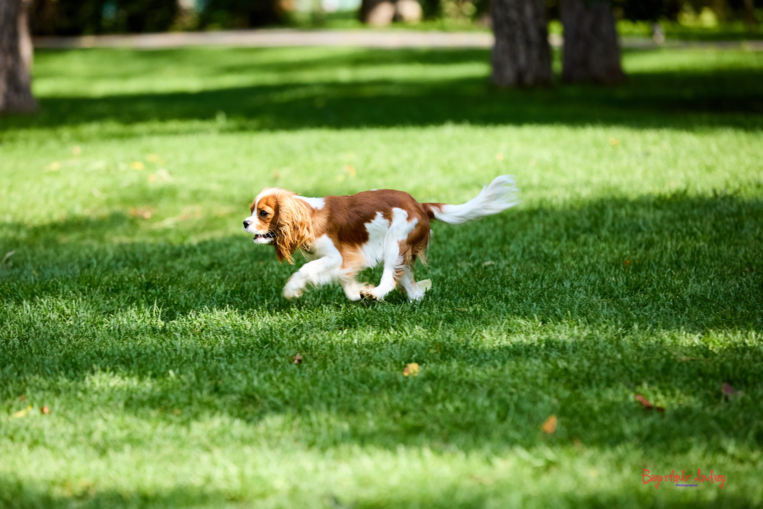 Фотопрогулка с кавалерами. Buyvolenko Andrey