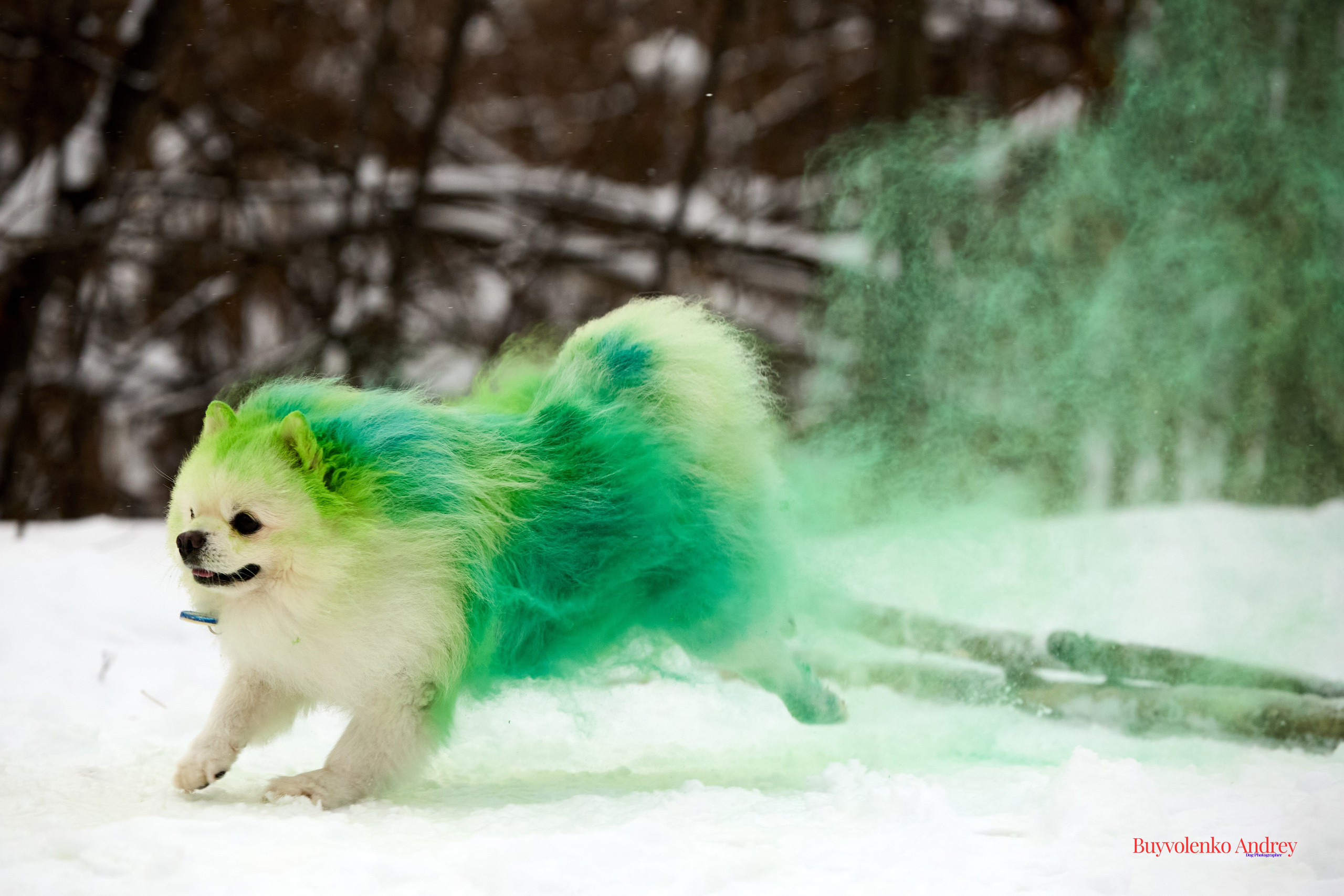 Фотосессия с красками Molly. Buyvolenko Andrey