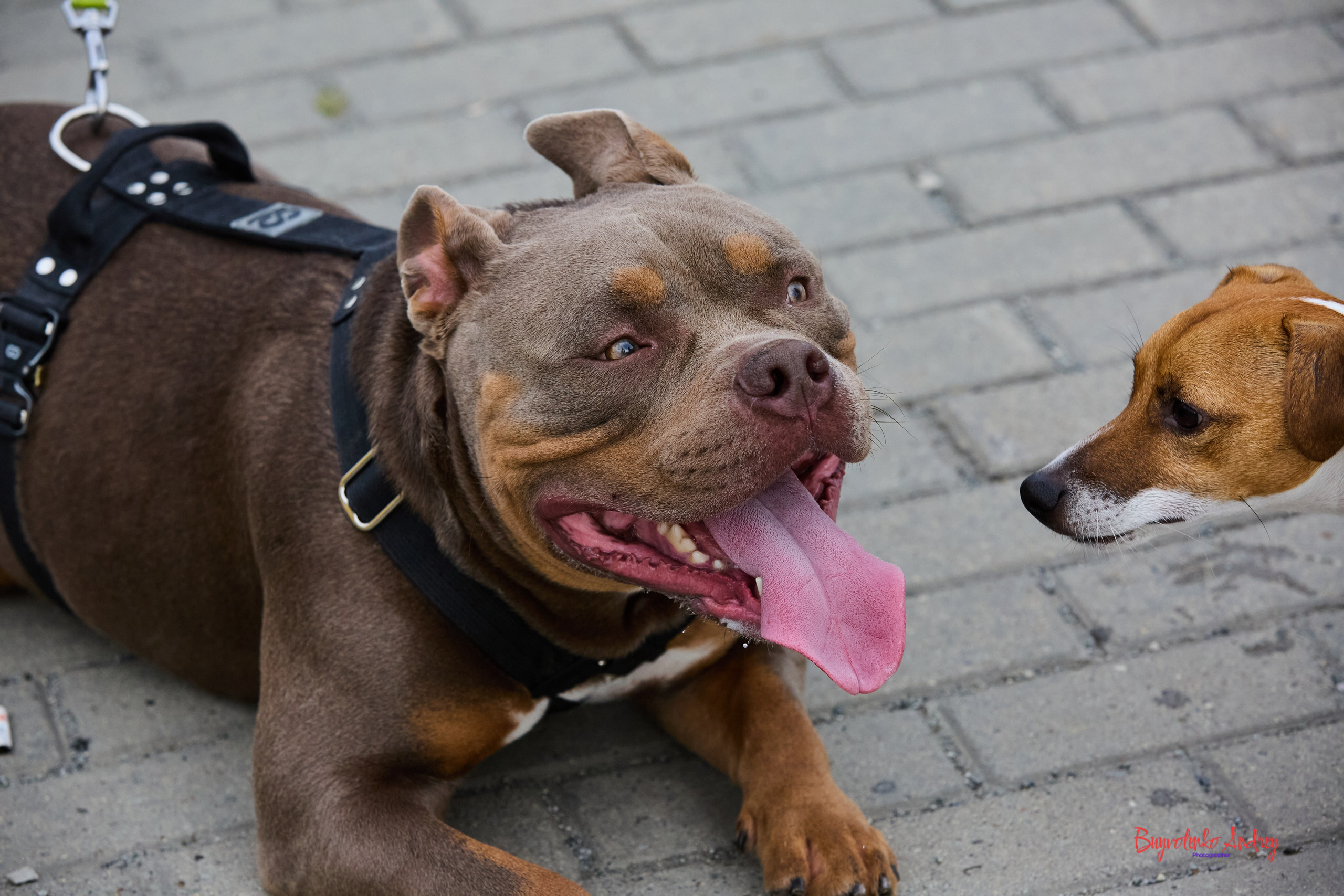 Проект фотопрогулка с хвостиком. Buyvolenko Andrey