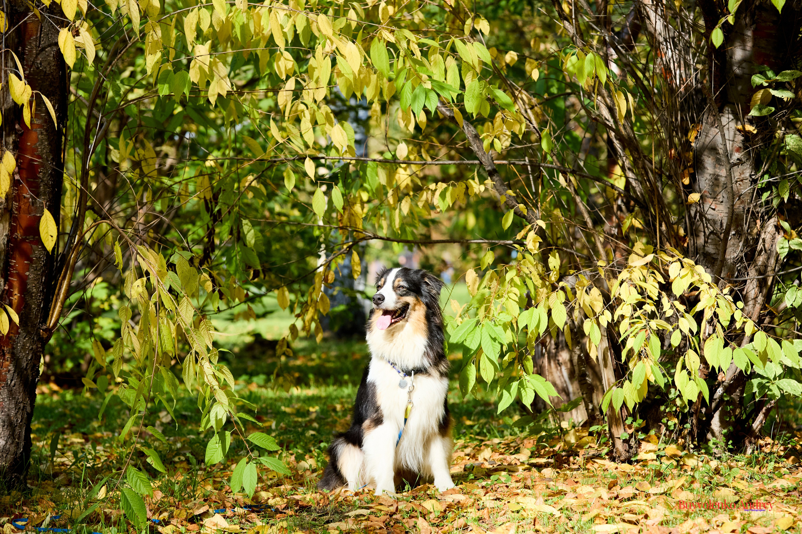 Басенджи и Аусси 21.09.2025. Buyvolenko Andrey