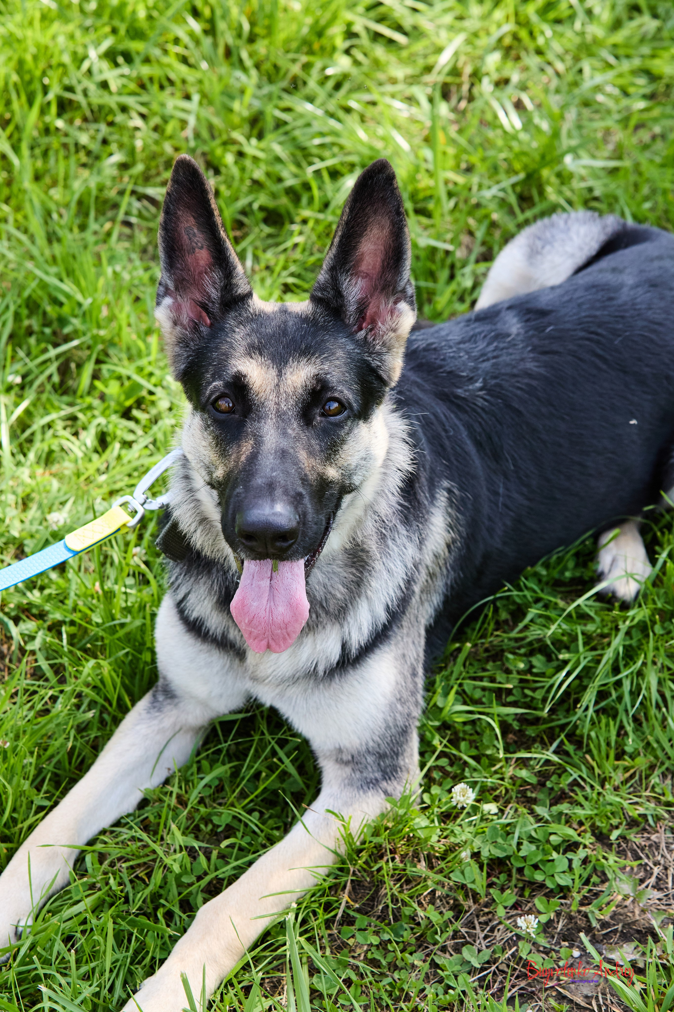 Проект фотопрогулка с хвостиком. Buyvolenko Andrey