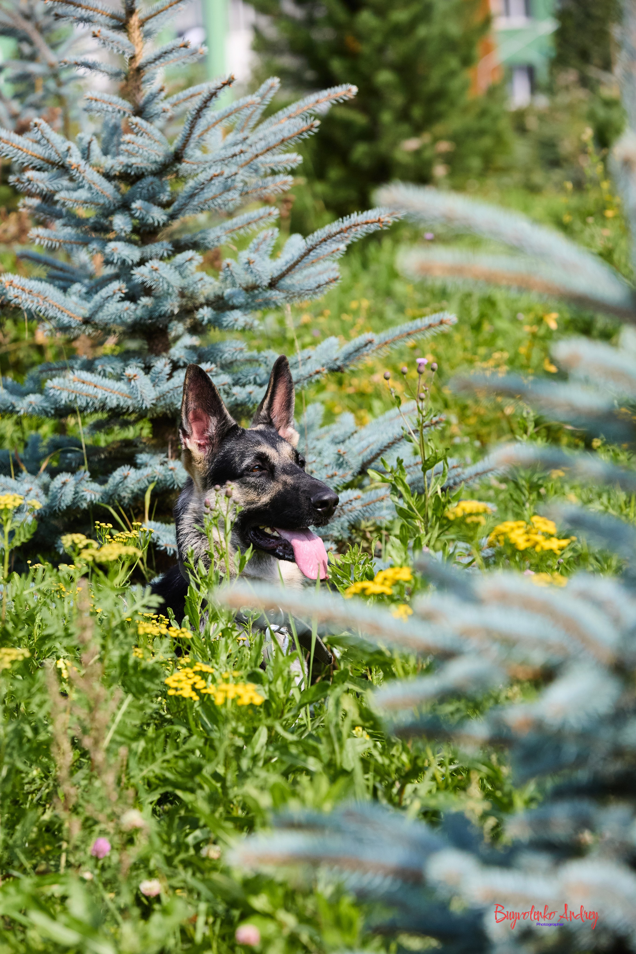 Проект фотопрогулка с хвостиком. Buyvolenko Andrey