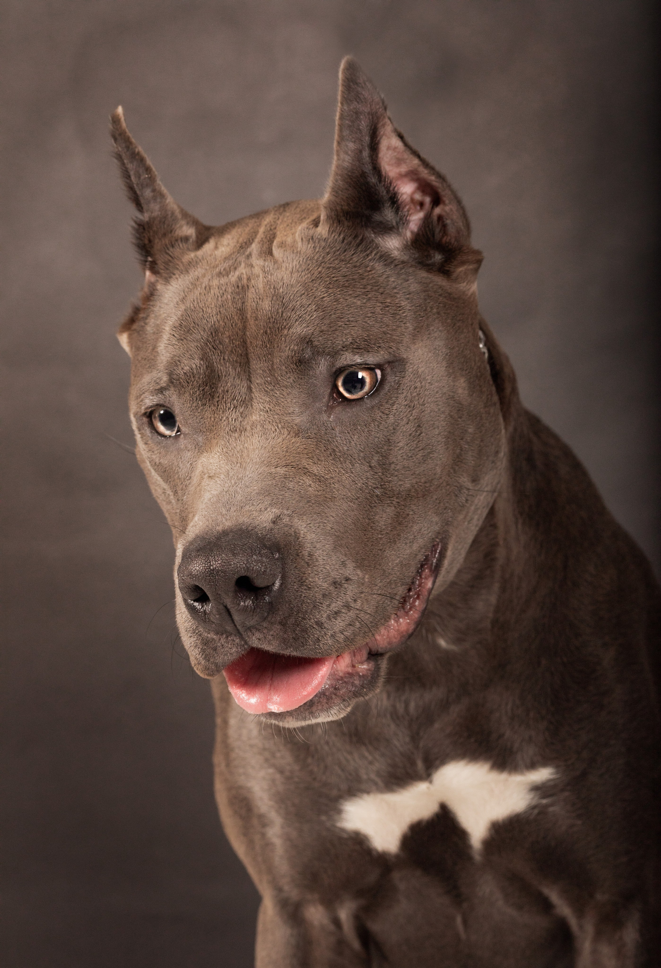 Студийные фотосъёмки. Фотограф-анималист Павлова Любовь