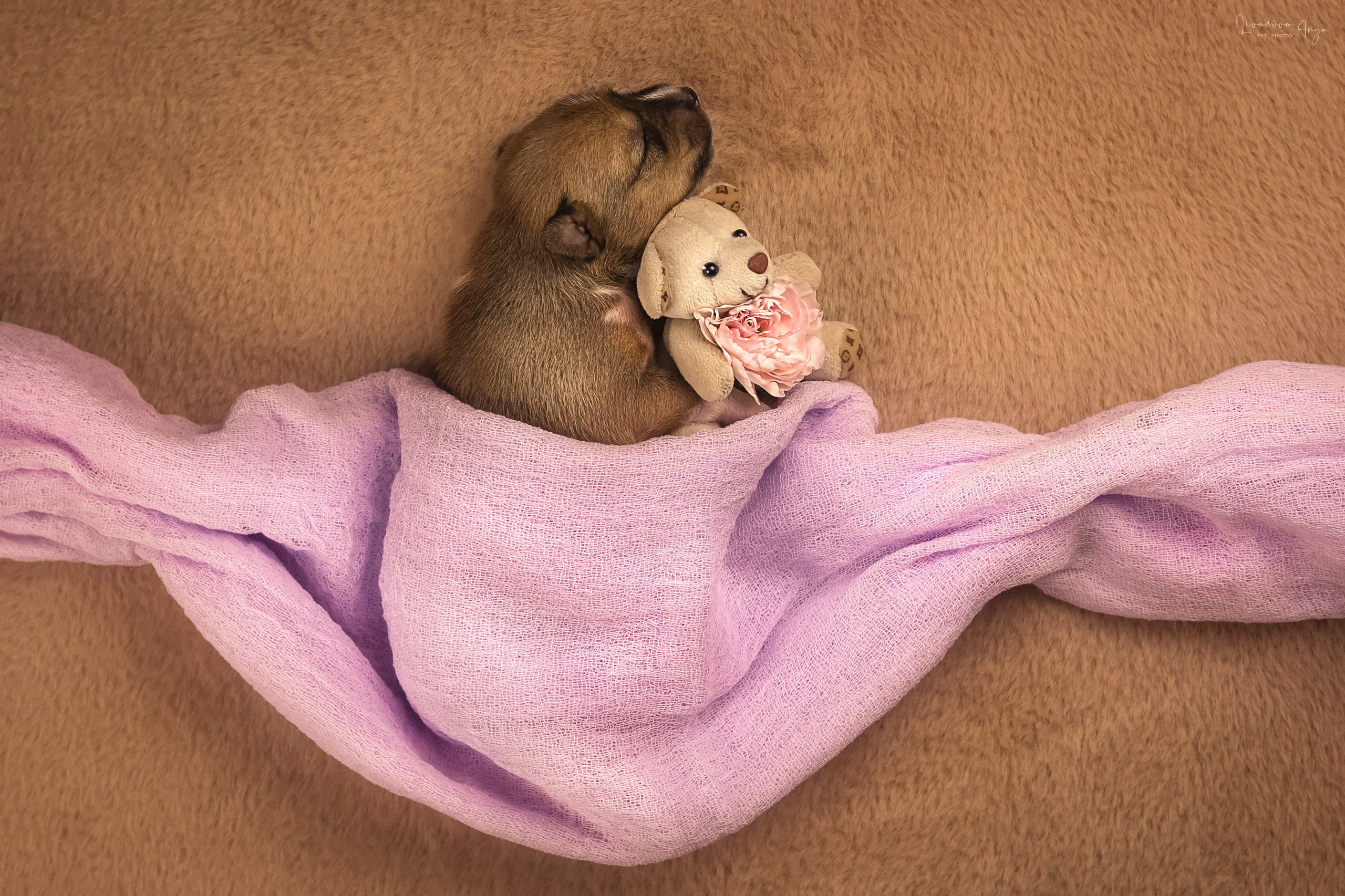 Басеньки. Фотограф анималист Аня Ливанова | Рыбинск