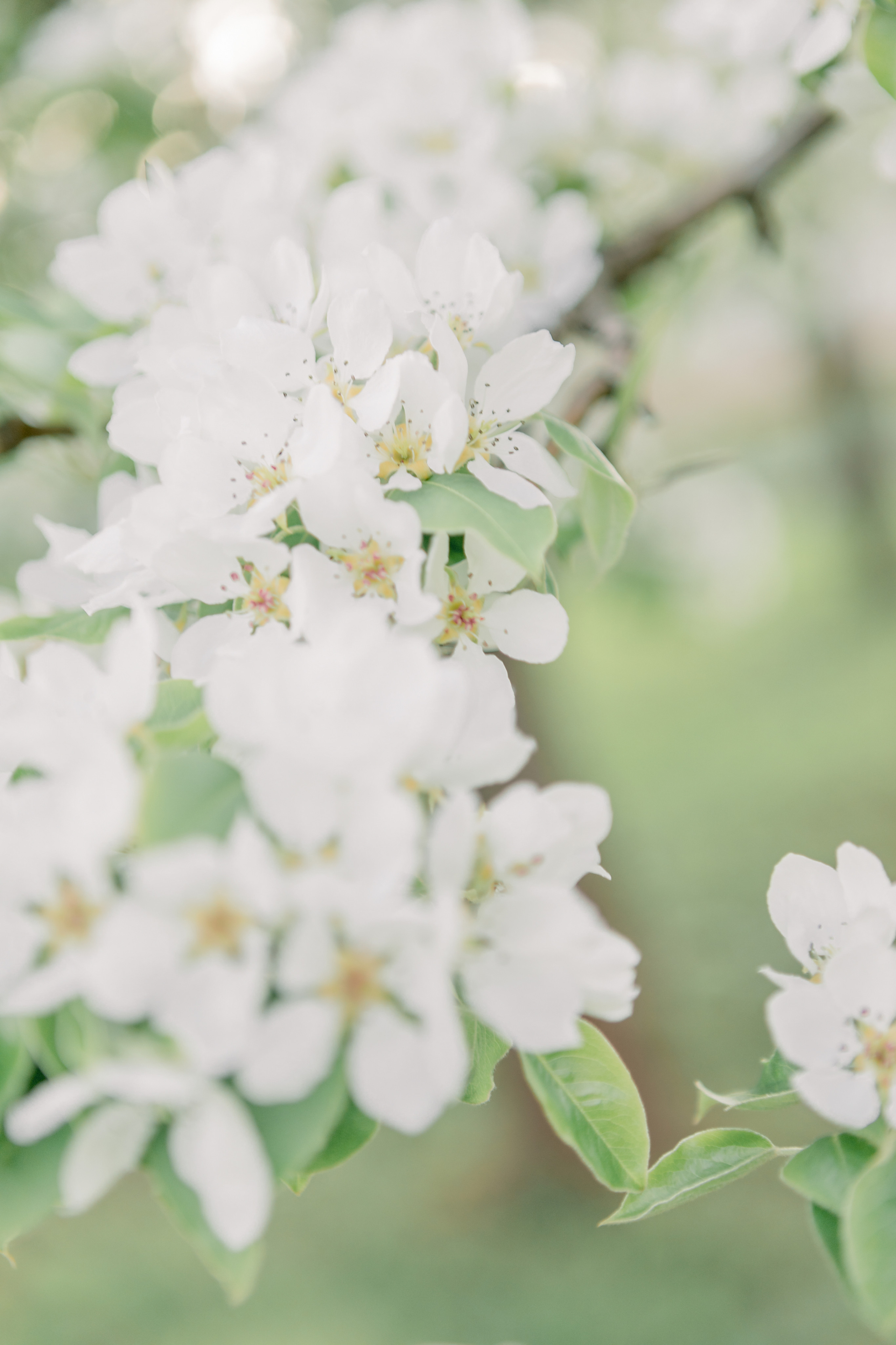 Настя. Лена Крутова. Фотограф в Москве