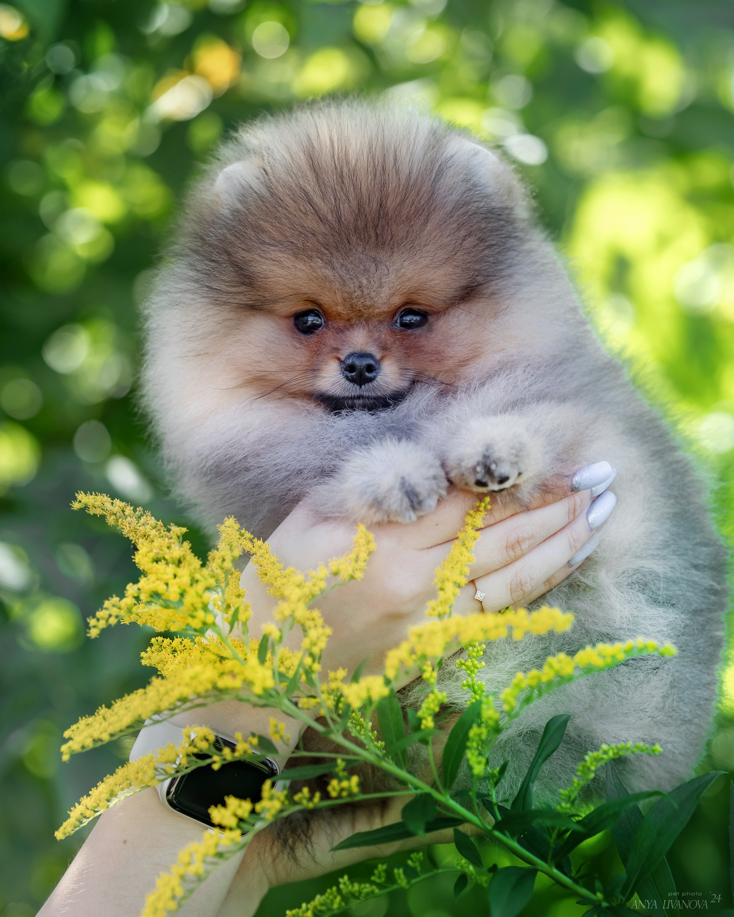 Шпицы. Фотограф анималист Аня Ливанова | Рыбинск