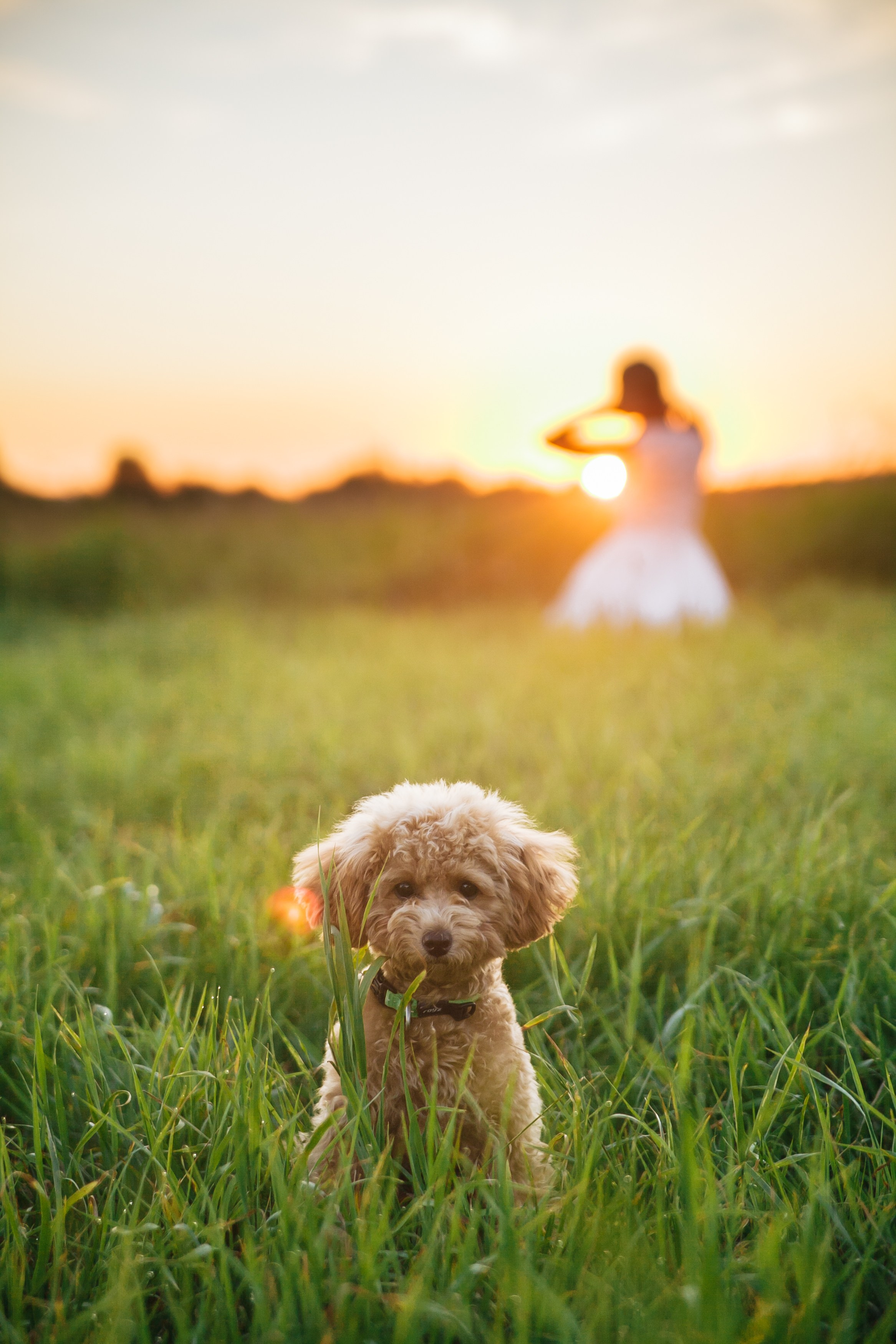 Девушка, закат, собака. Семейный фотограф, свадебный фотограф, женский портрет в Санкт-Петербу