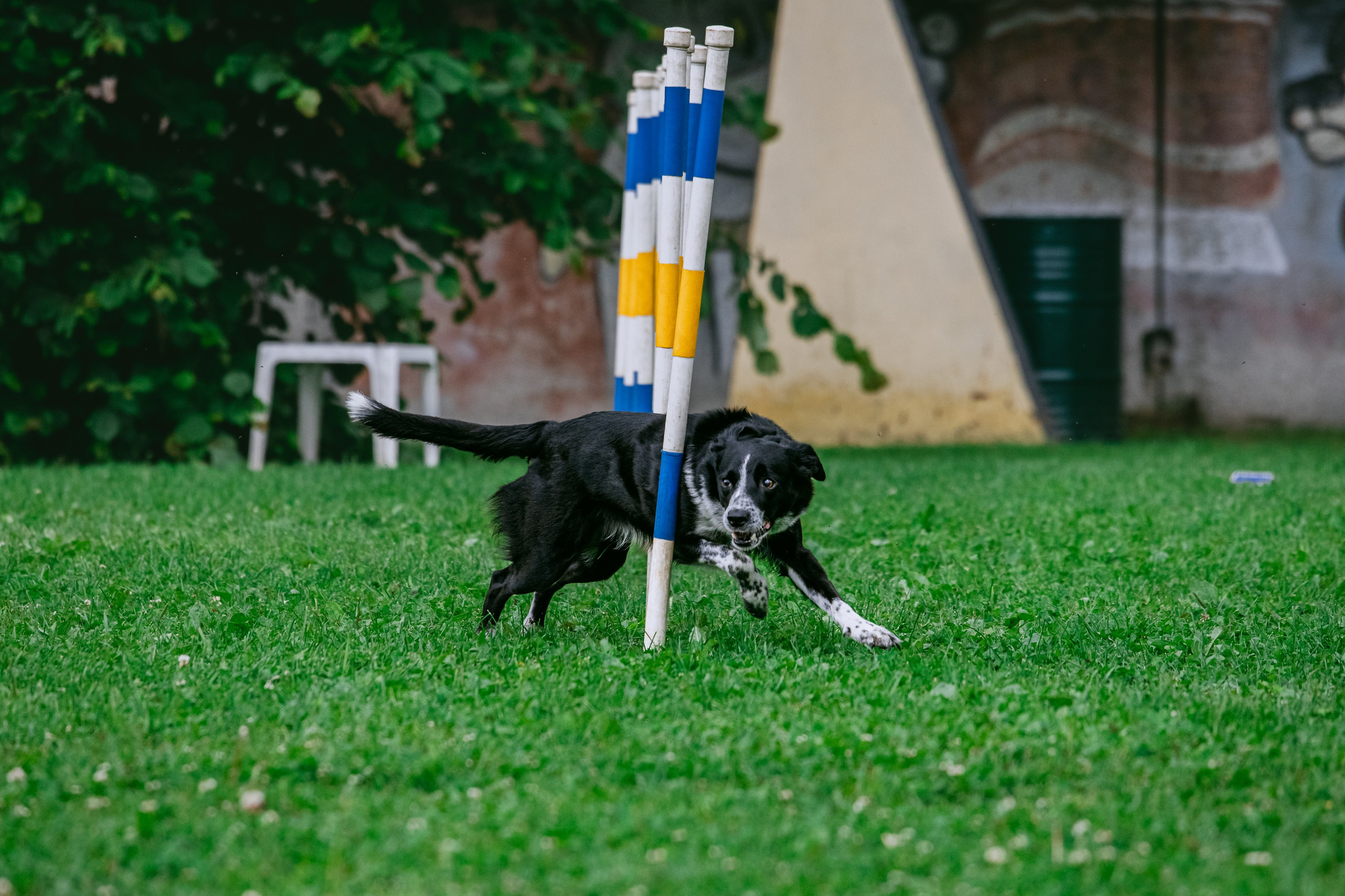 Соревнования по аджилити Долгопрудный 30.06.2025. Фотограф-анималист Татьяна Степанова